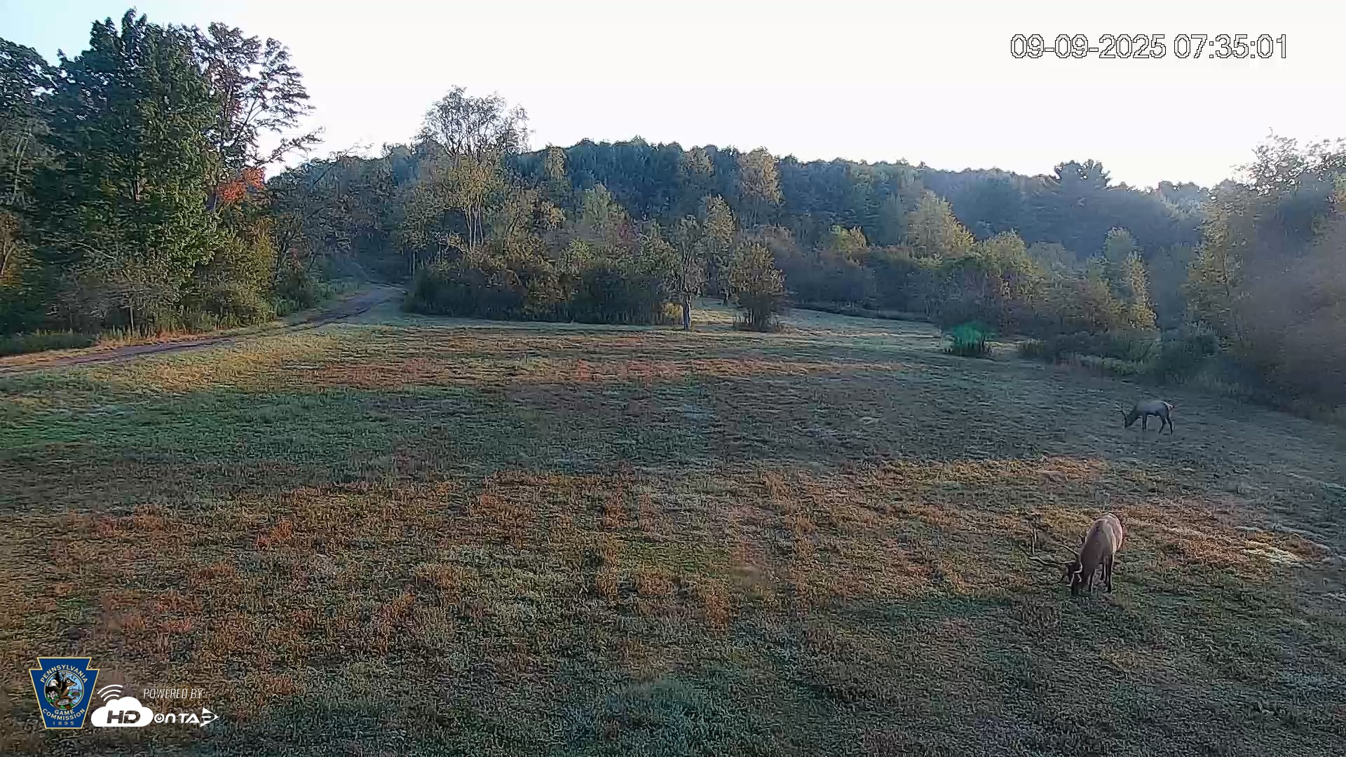 Snapshot of Pennsylvania Elk Live Webcam taken Sep 9, 2025, 7:37am EDT