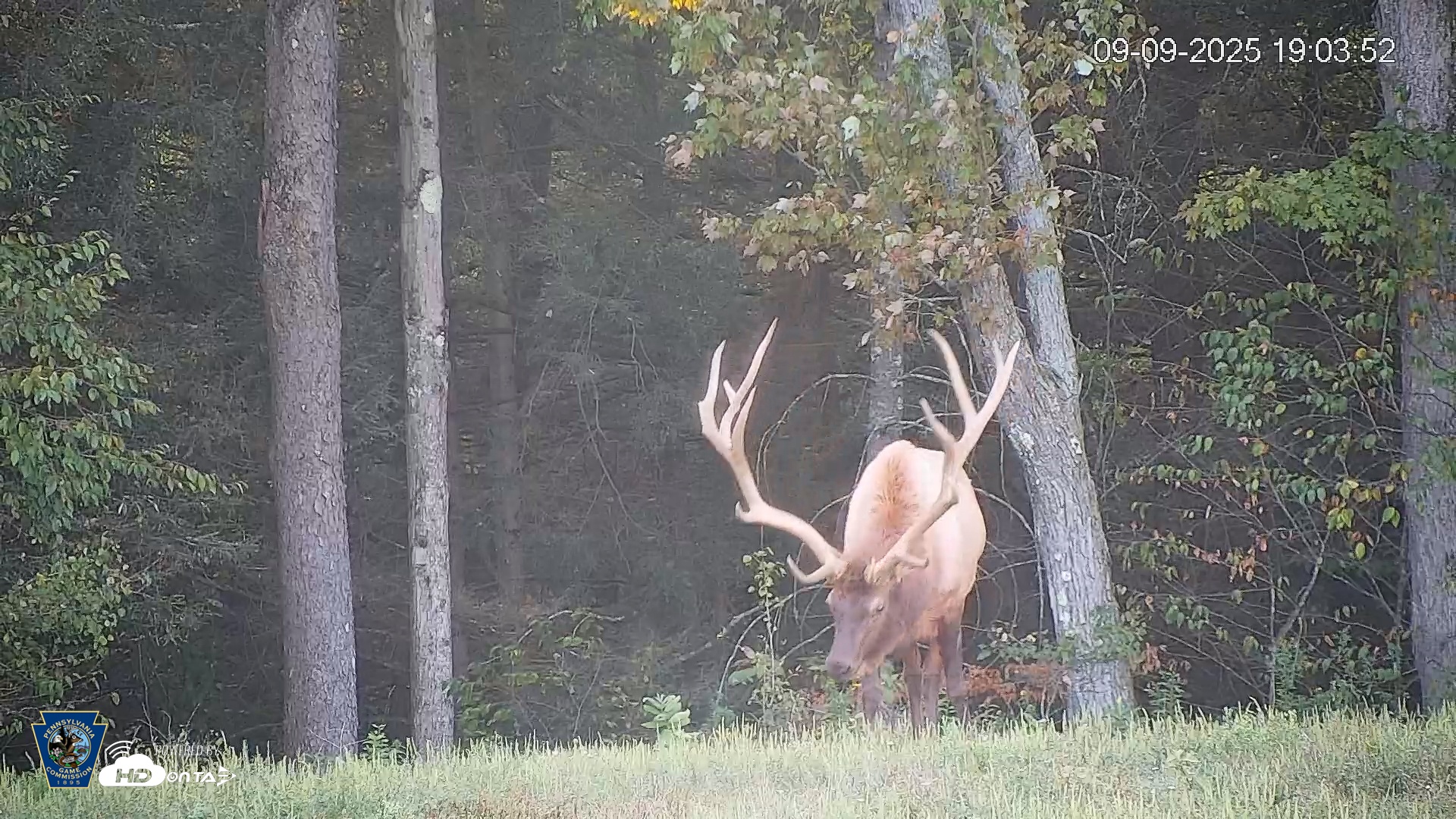 Snapshot of Pennsylvania Elk Live Webcam taken Sep 9, 2025, 7:04pm EDT