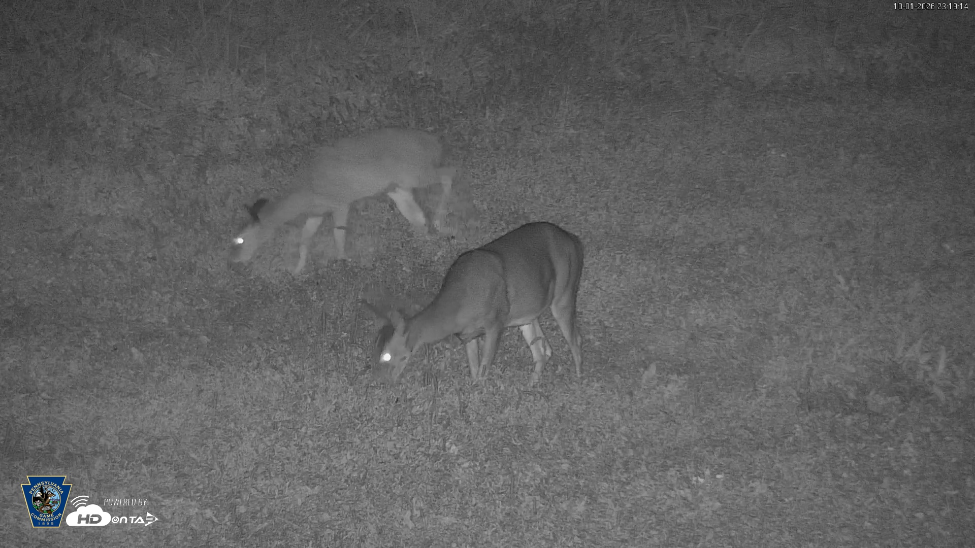 Snapshot of Pennsylvania Elk Live Webcam taken Oct 1, 2026, 11:20pm EDT