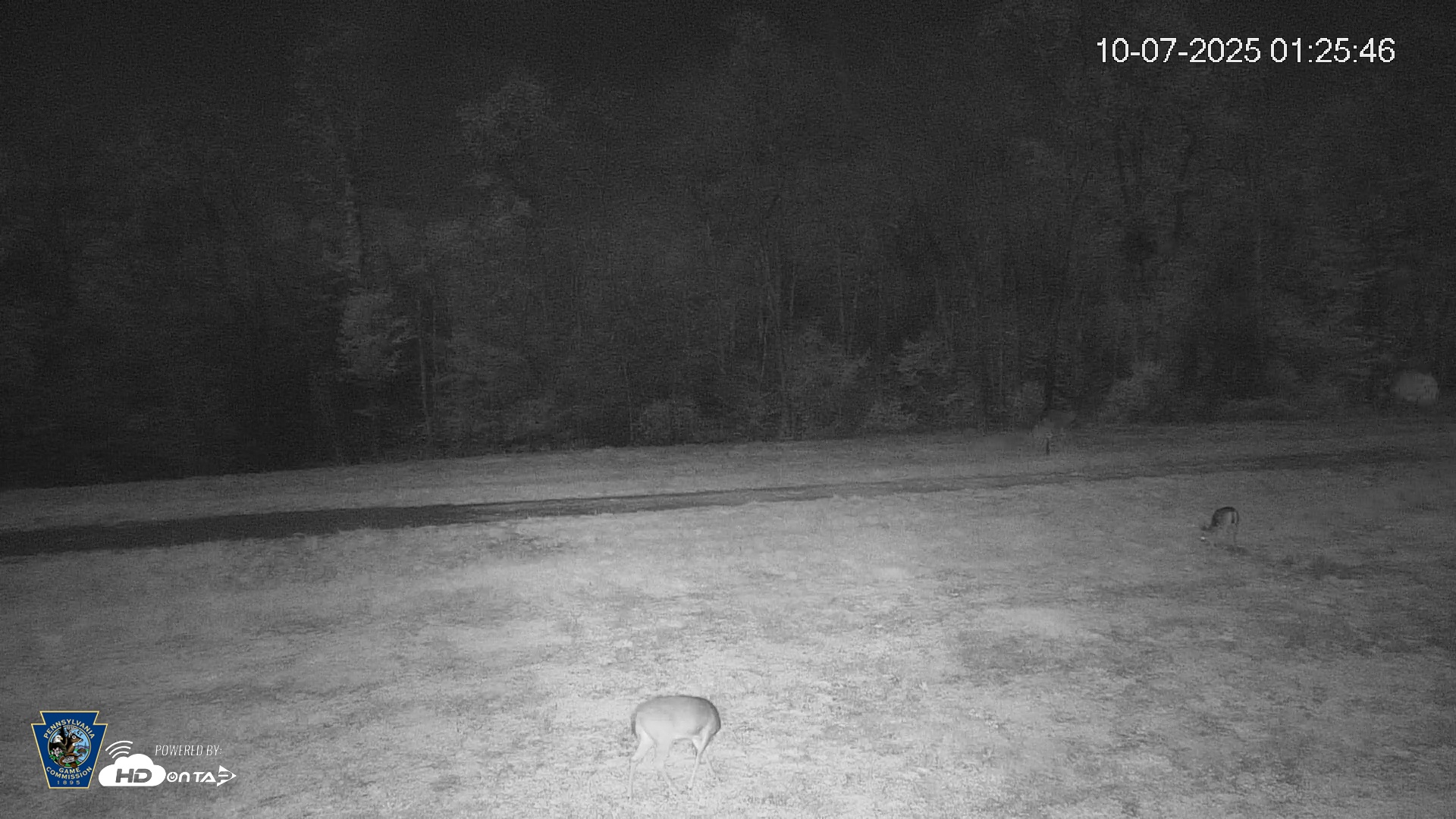 Snapshot of Pennsylvania Elk Live Webcam taken Oct 7, 2025, 1:26am EDT