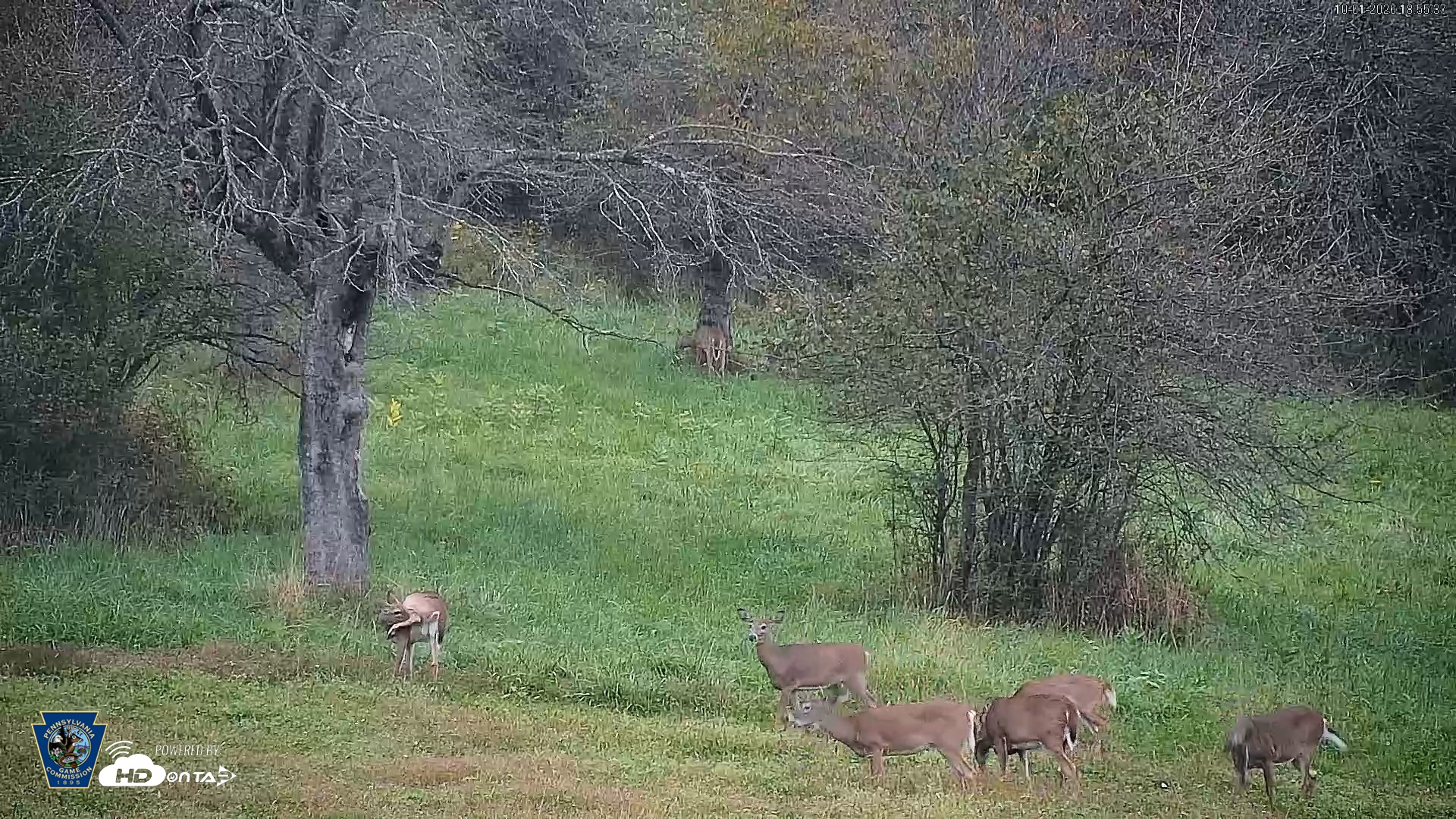 Snapshot of Pennsylvania Elk Live Webcam taken Oct 1, 2026, 6:56pm EDT