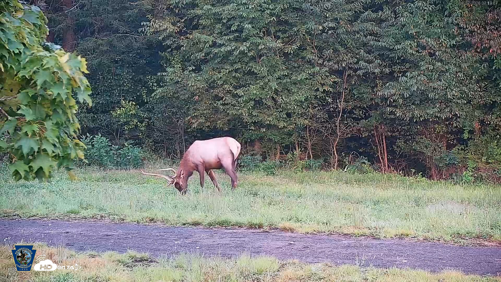 Snapshot of Pennsylvania Elk Live Webcam taken Aug 27, 2026, 7:20am EDT