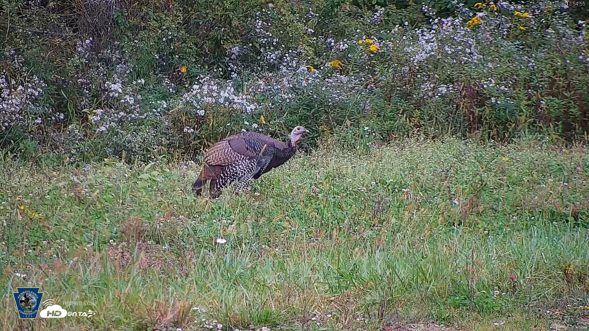 Snapshot of Pennsylvania Elk Live Webcam taken Oct 1, 2026, 12:55pm EDT