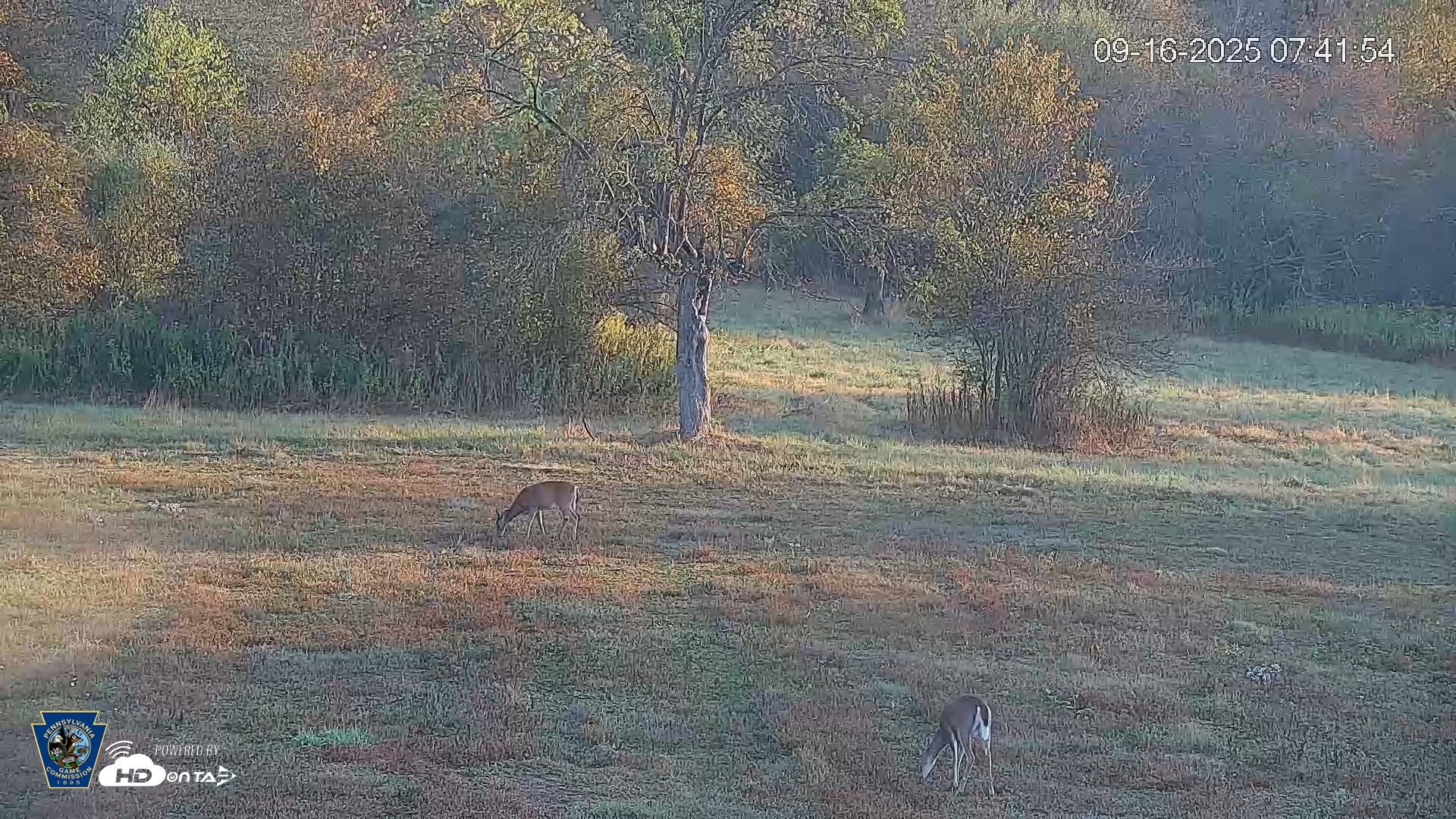 Snapshot of Pennsylvania Elk Live Webcam taken Sep 16, 2025, 7:42am EDT