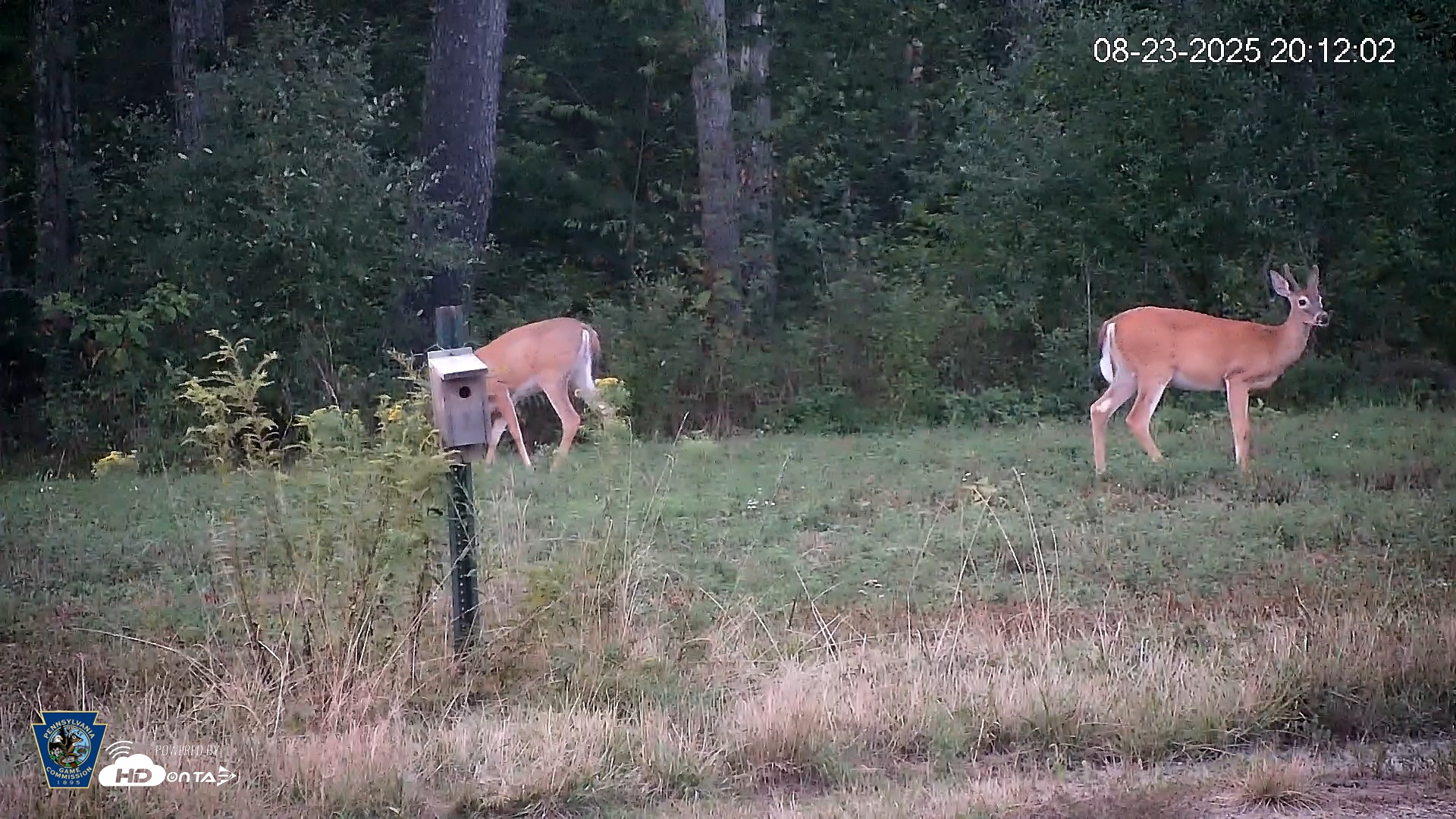 Snapshot of Pennsylvania Elk Live Webcam taken Aug 23, 2025, 8:12pm EDT