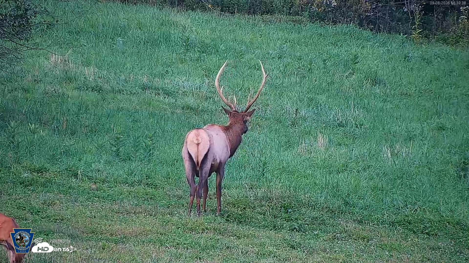 Snapshot of Pennsylvania Elk Live Webcam taken Sep 8, 2026, 6:40pm EDT