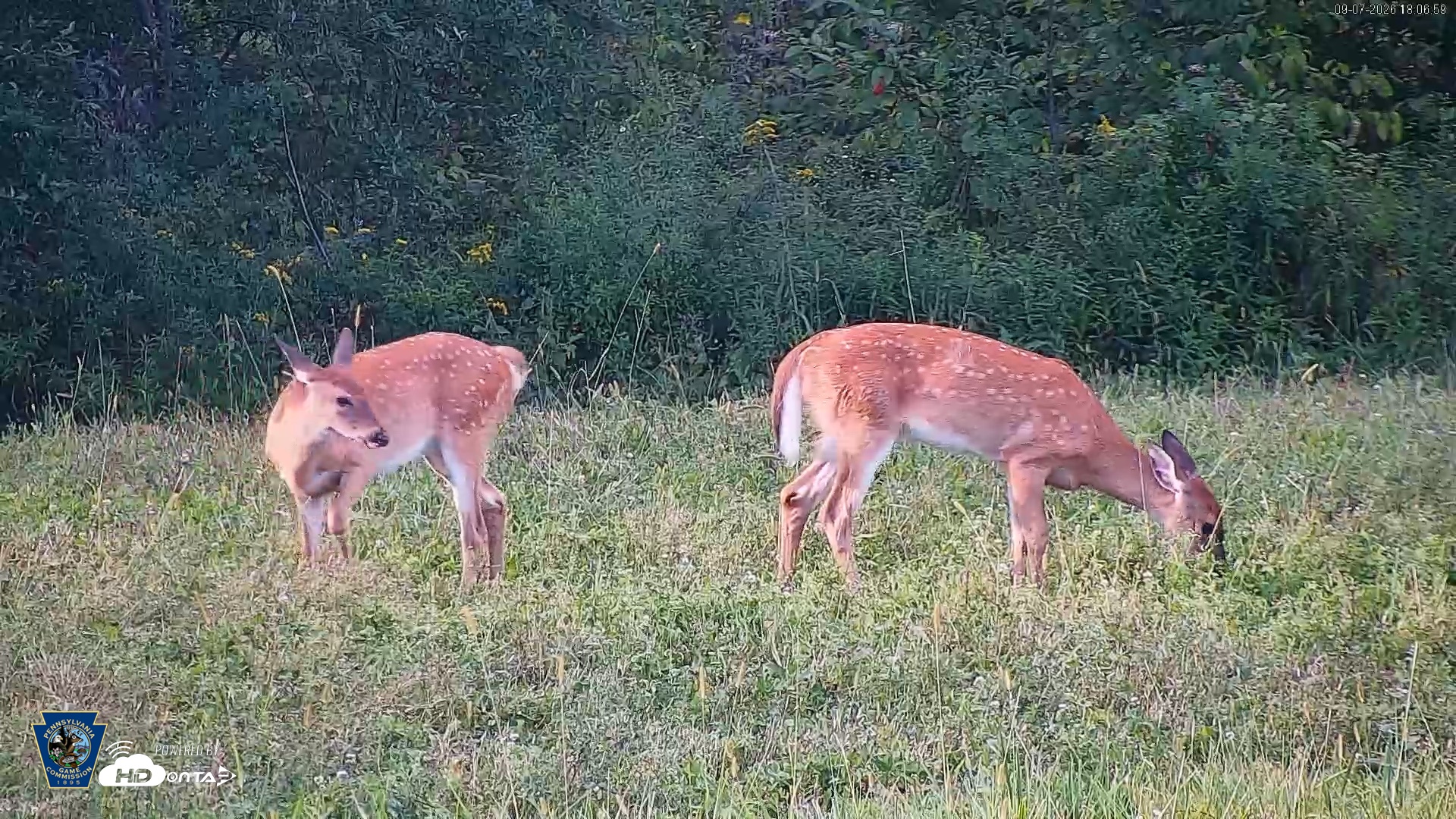 Snapshot of Pennsylvania Elk Live Webcam taken Sep 7, 2026, 6:07pm EDT