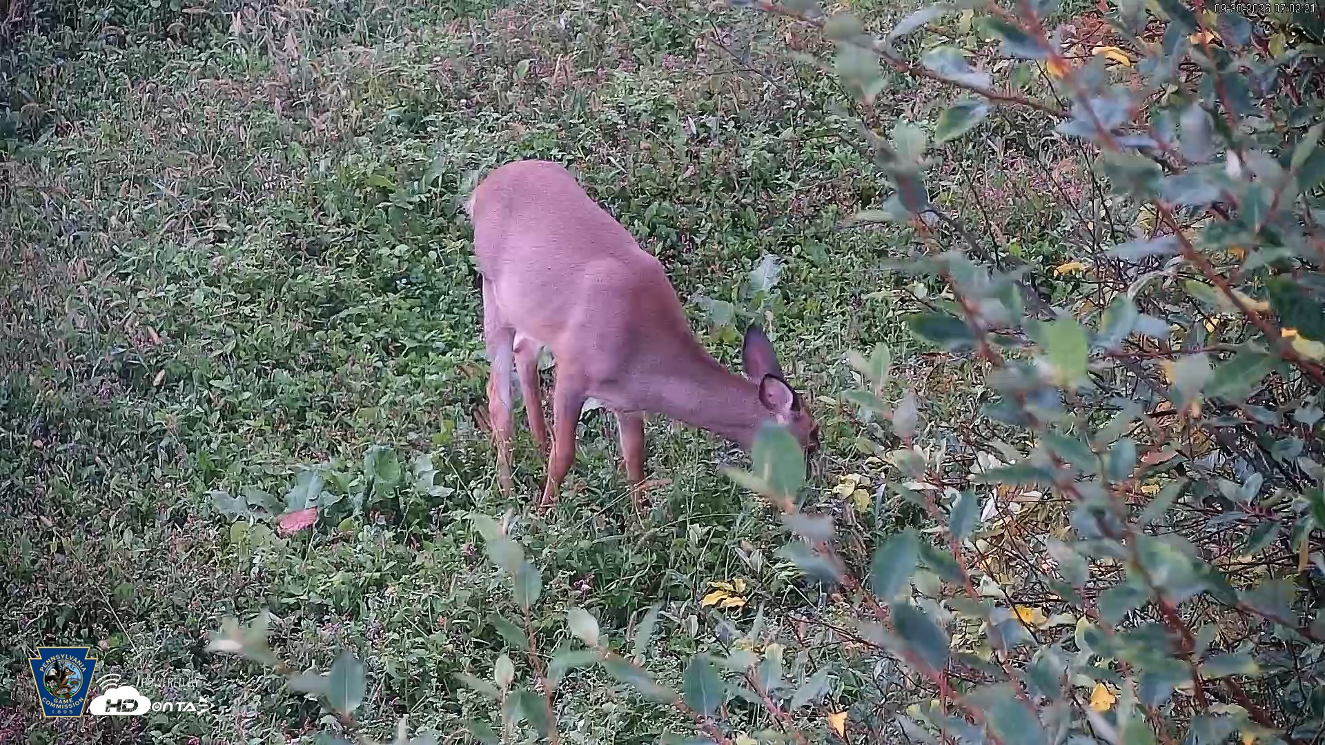 Snapshot of Pennsylvania Elk Live Webcam taken Sep 30, 2026, 7:03am EDT