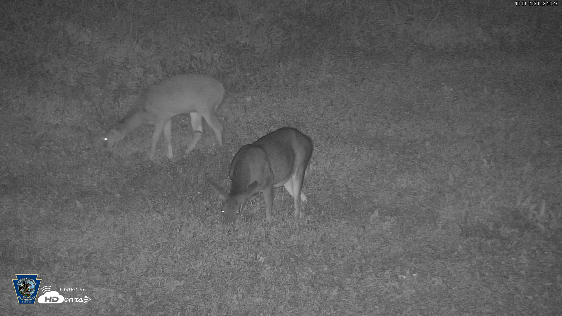 Snapshot of Pennsylvania Elk Live Webcam taken Oct 1, 2026, 11:20pm EDT