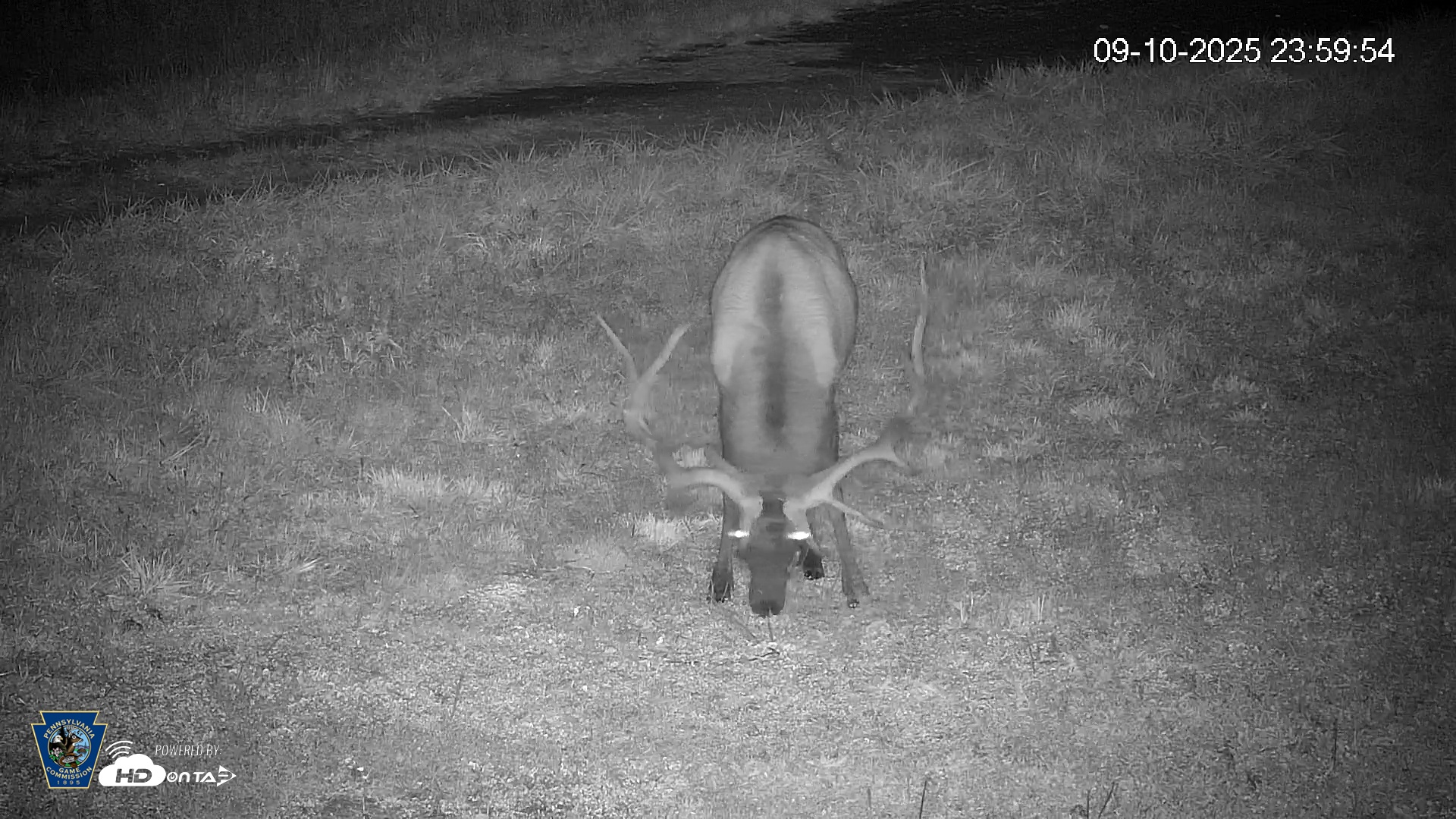 Snapshot of Pennsylvania Elk Live Webcam taken Sep 11, 2025, 12:00am EDT