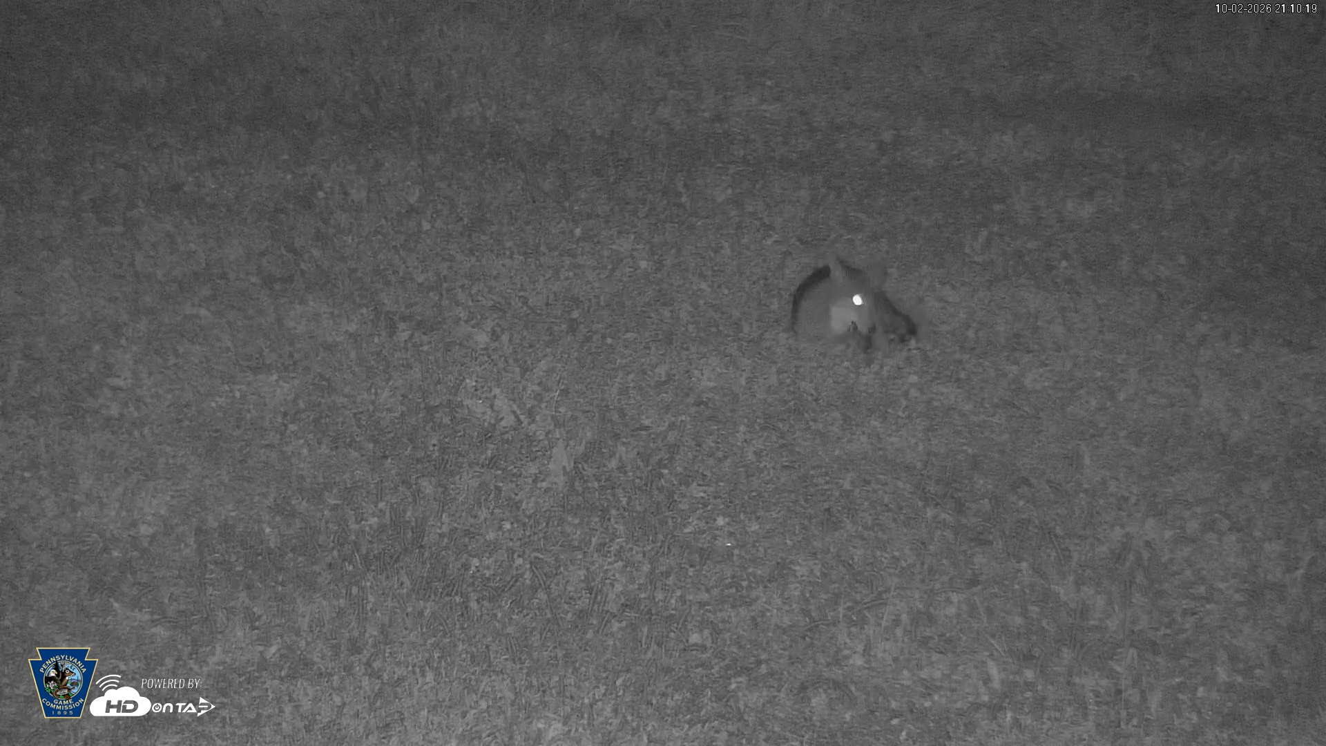 Snapshot of Pennsylvania Elk Live Webcam taken Oct 2, 2026, 9:11pm EDT