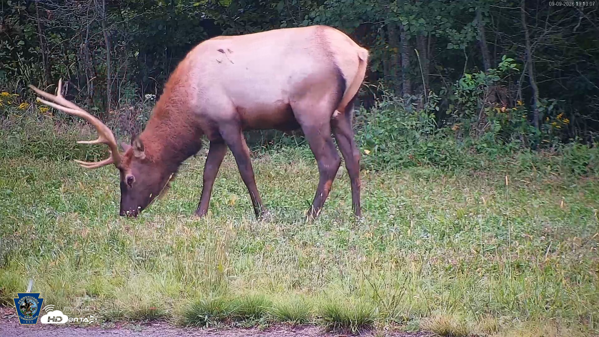 Snapshot of Pennsylvania Elk Live Webcam taken Sep 9, 2026, 7:11pm EDT