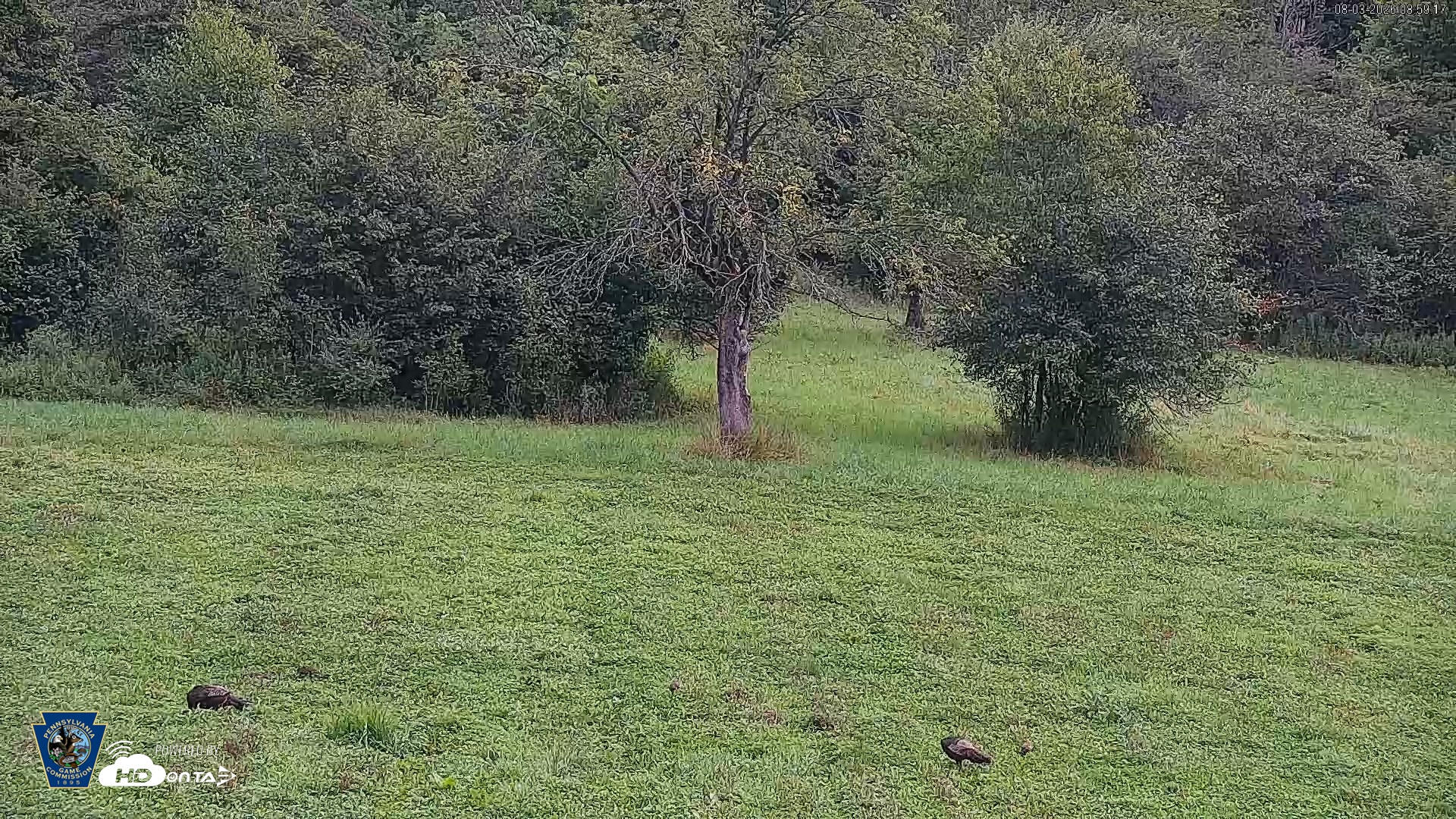 Snapshot of Pennsylvania Elk Live Webcam taken Aug 3, 2026, 9:00am EDT