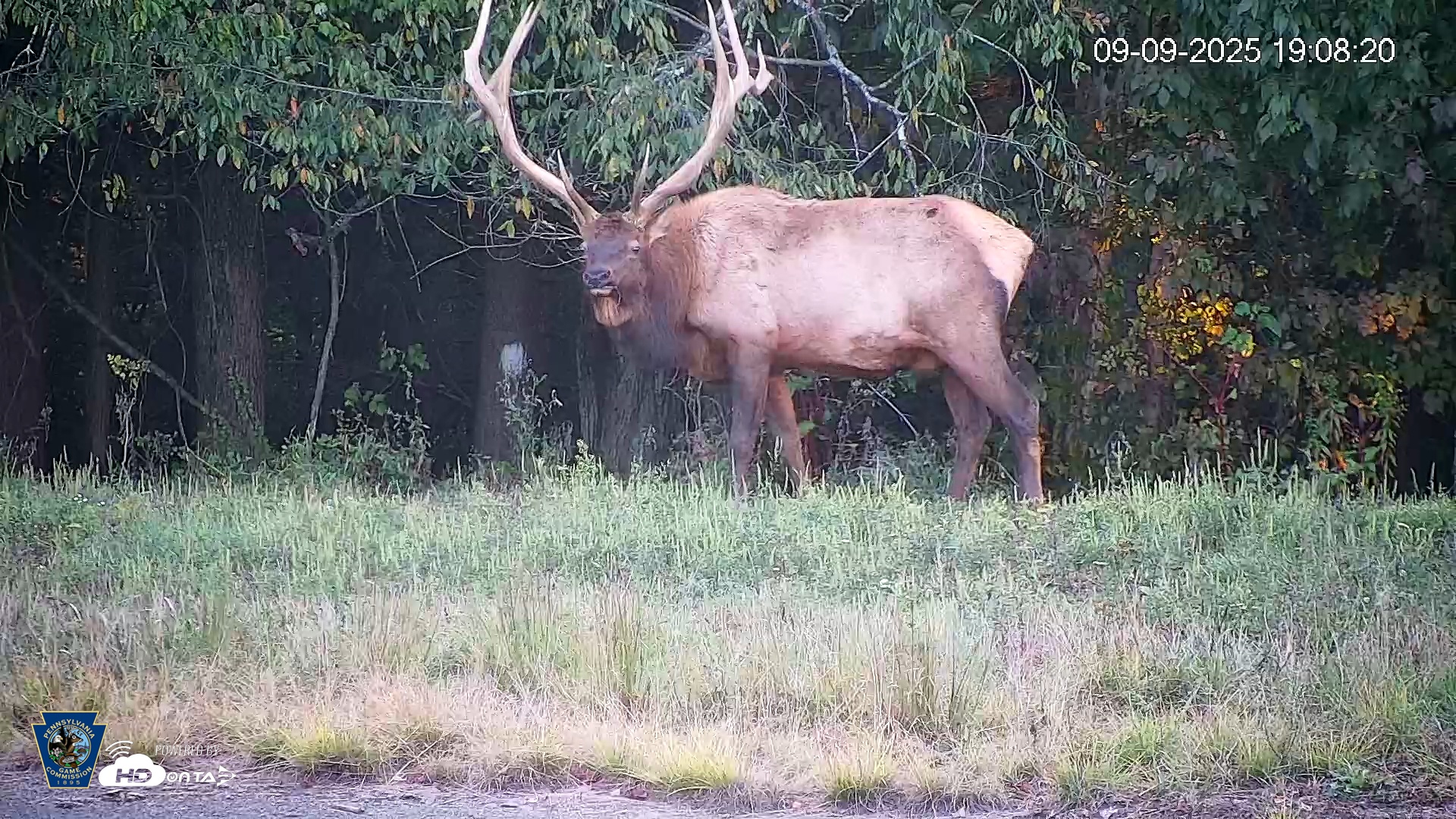 Snapshot of Pennsylvania Elk Live Webcam taken Sep 9, 2025, 7:10pm EDT
