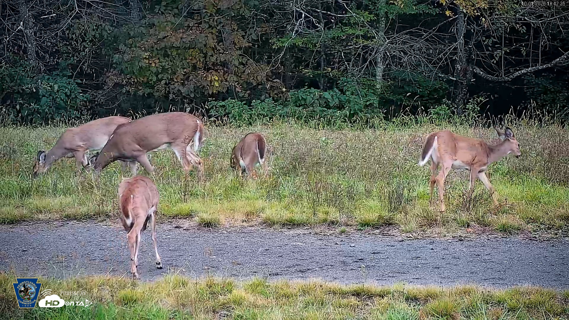 Snapshot of Pennsylvania Elk Live Webcam taken Oct 1, 2026, 6:43pm EDT