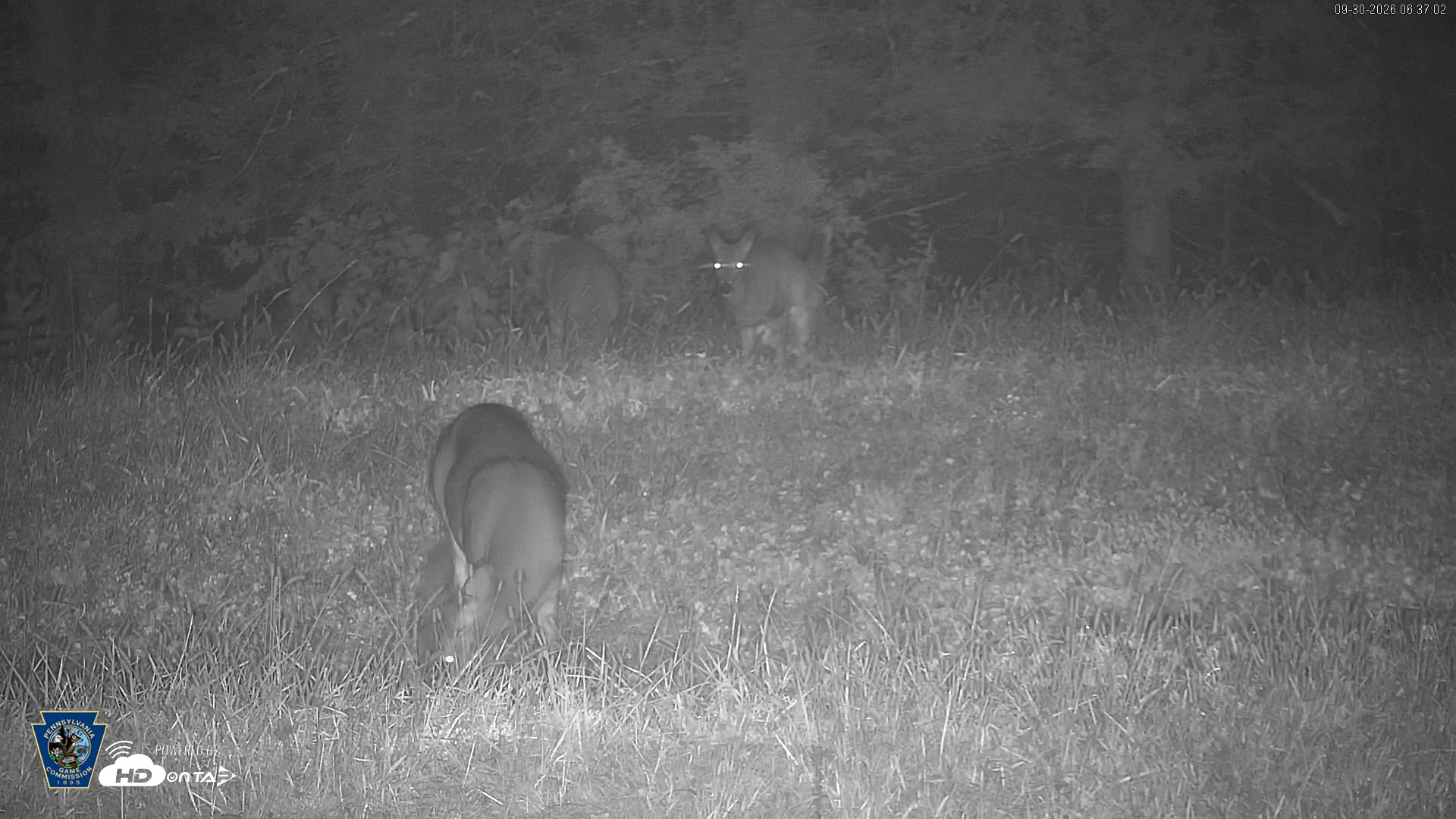 Snapshot of Pennsylvania Elk Live Webcam taken Sep 30, 2026, 6:38am EDT