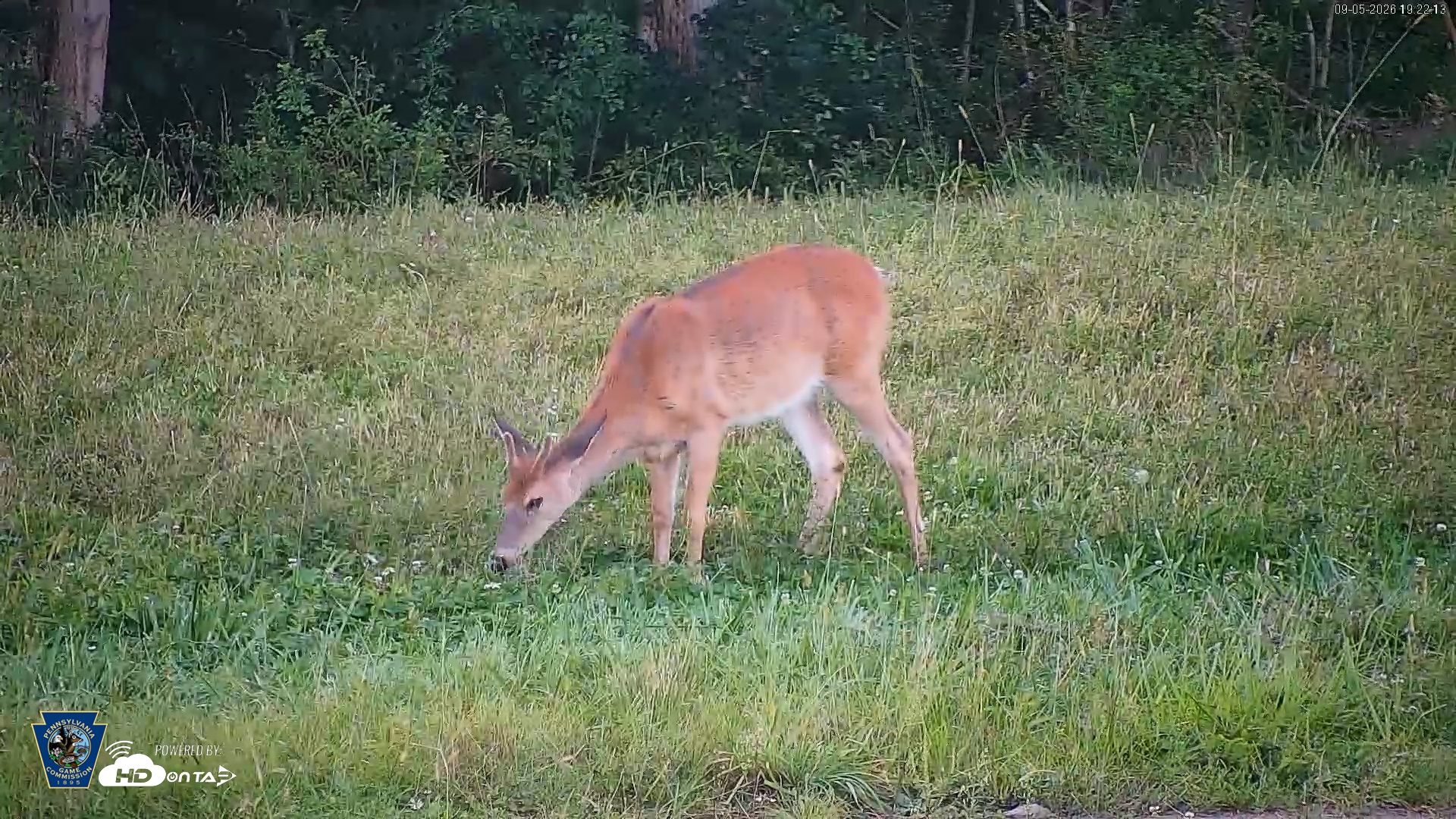 Snapshot of Pennsylvania Elk Live Webcam taken Sep 5, 2026, 7:23pm EDT
