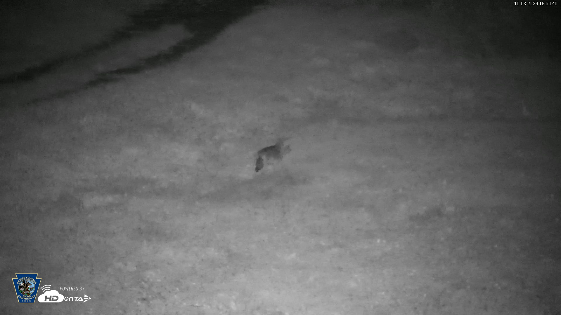 Snapshot of Pennsylvania Elk Live Webcam taken Oct 3, 2026, 8:00pm EDT