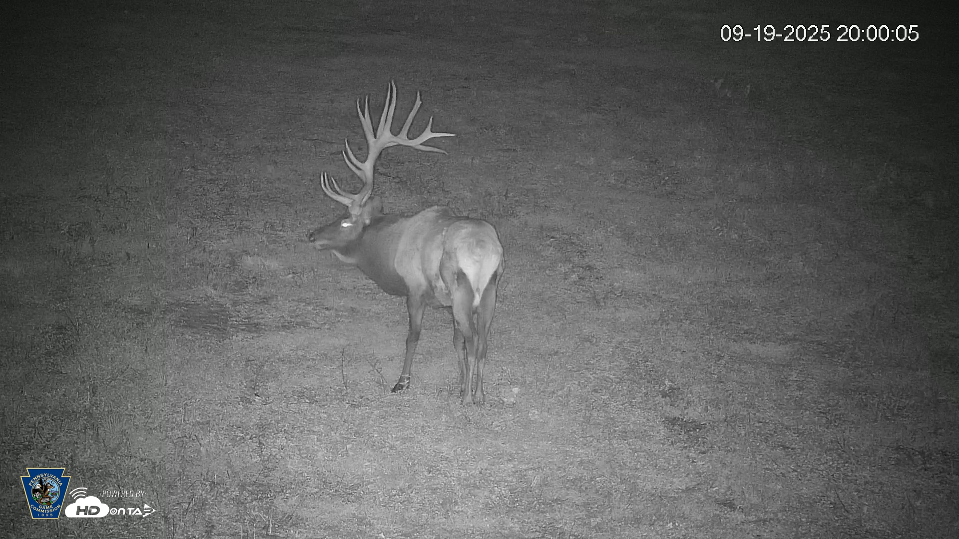 Snapshot of Pennsylvania Elk Live Webcam taken Sep 19, 2025, 8:00pm EDT