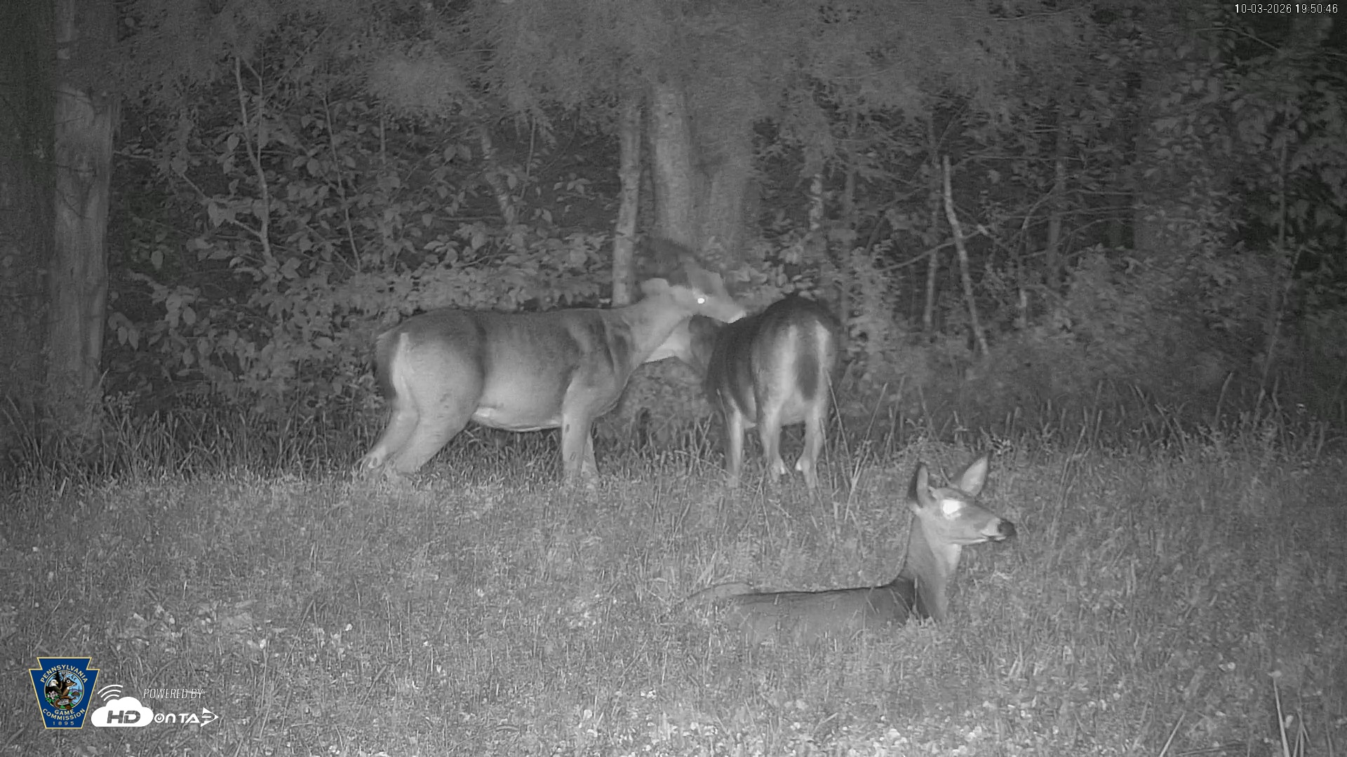 Snapshot of Pennsylvania Elk Live Webcam taken Oct 3, 2026, 7:51pm EDT