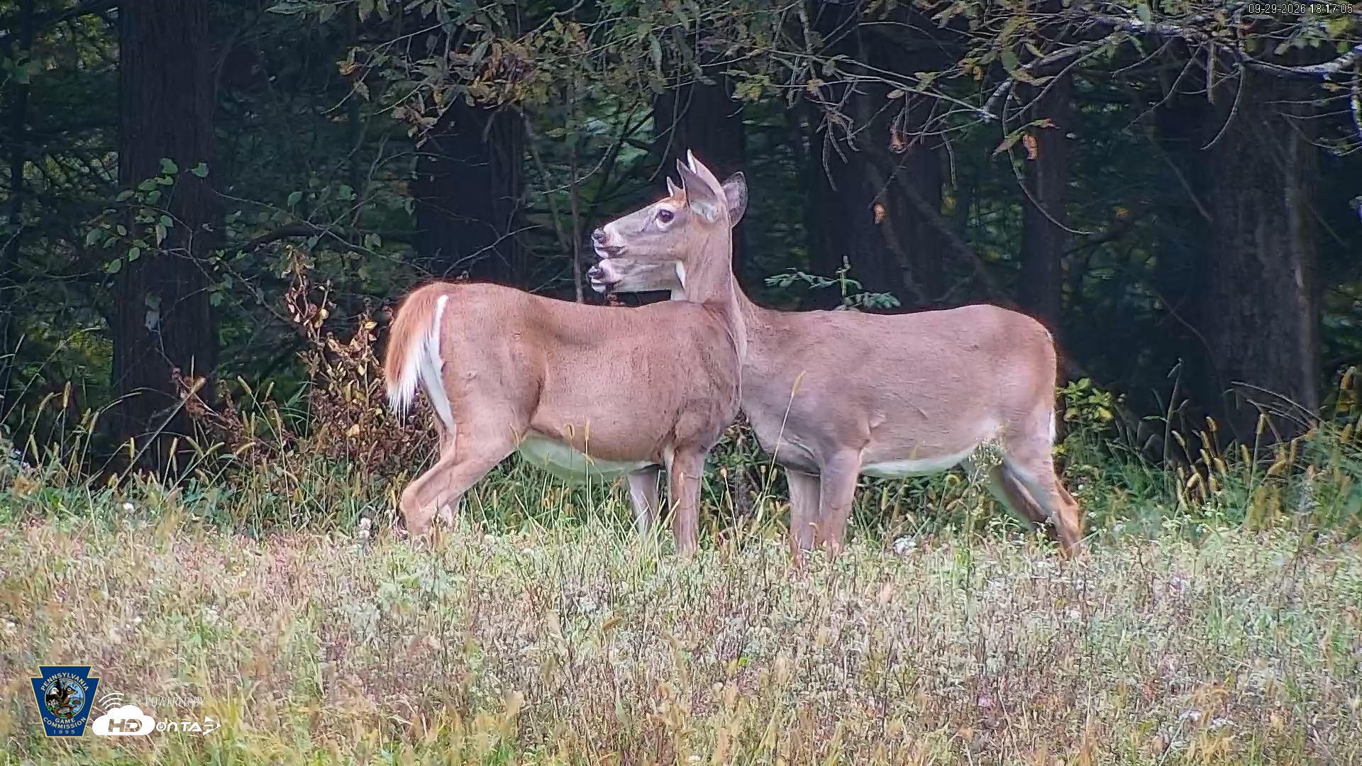 Snapshot of Pennsylvania Elk Live Webcam taken Sep 29, 2026, 6:17pm EDT