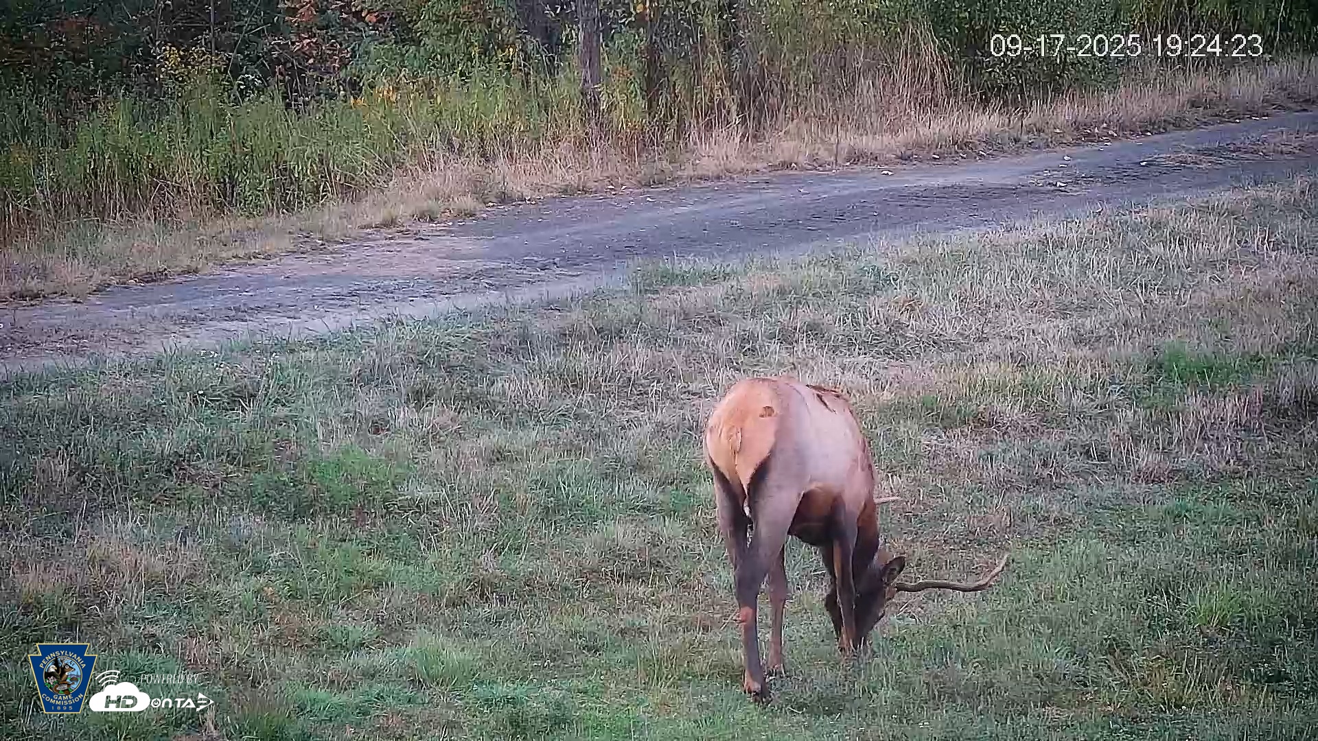Snapshot of Pennsylvania Elk Live Webcam taken Sep 17, 2025, 7:25pm EDT