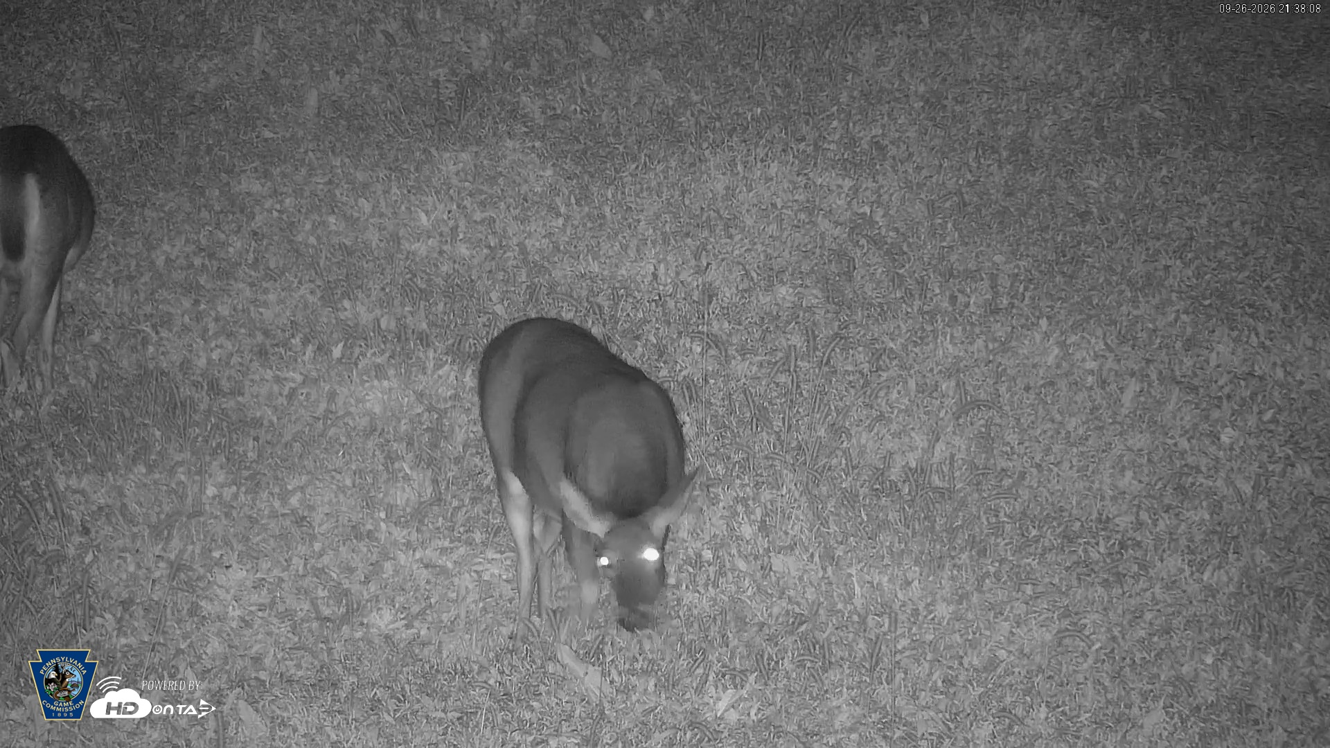 Snapshot of Pennsylvania Elk Live Webcam taken Sep 26, 2026, 9:38pm EDT