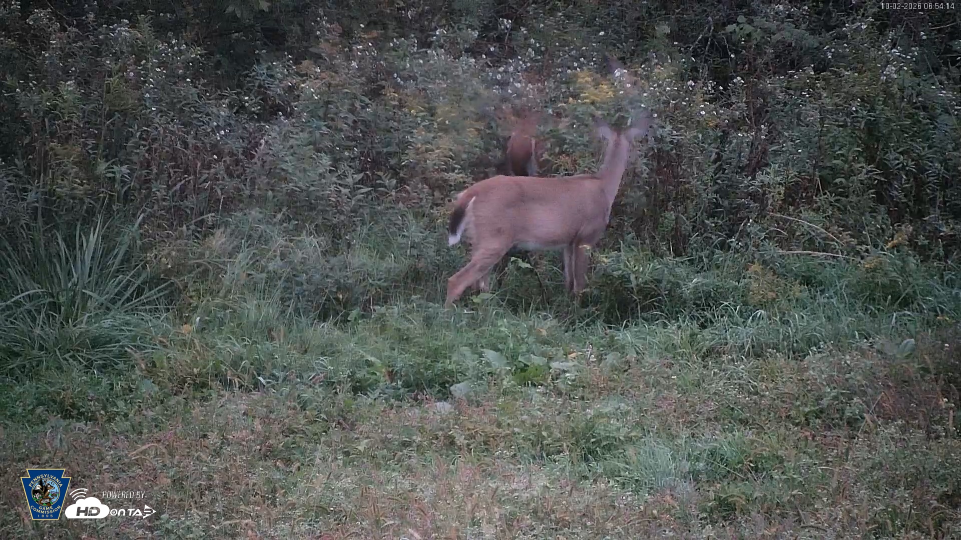 Snapshot of Pennsylvania Elk Live Webcam taken Oct 2, 2026, 6:55am EDT