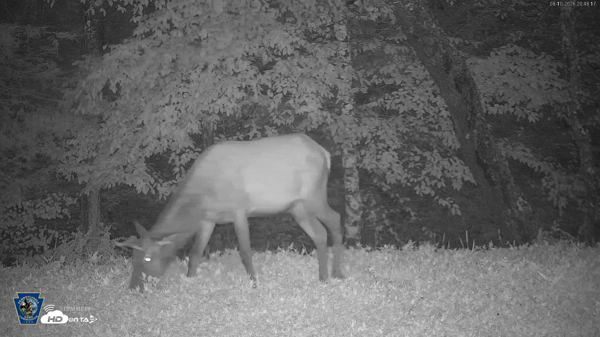 Snapshot of Pennsylvania Elk Live Webcam taken Aug 10, 2026, 8:49pm EDT