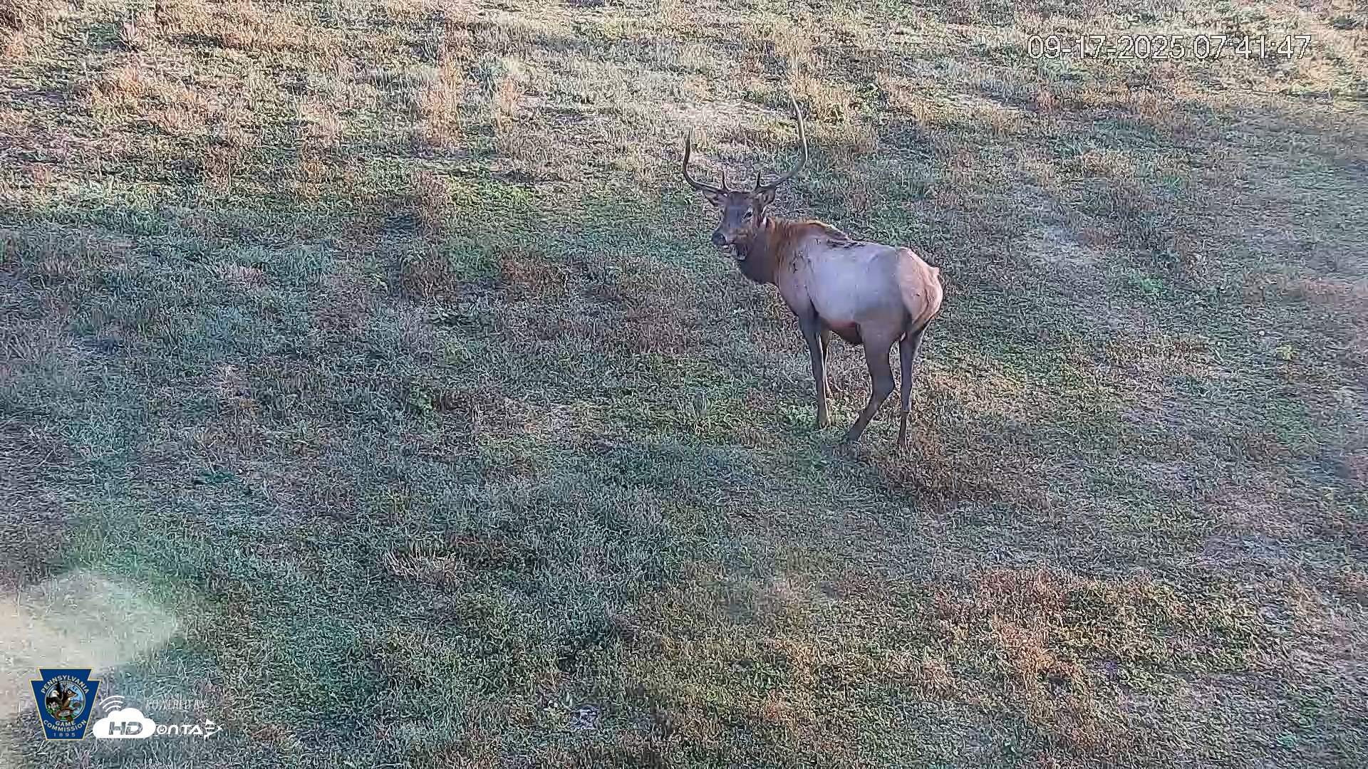 Snapshot of Pennsylvania Elk Live Webcam taken Sep 17, 2025, 7:42am EDT
