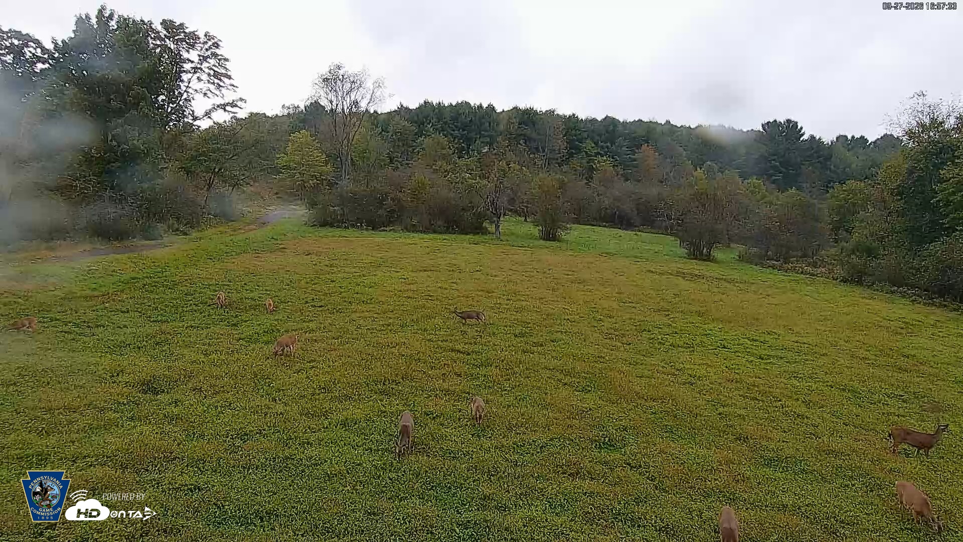 Snapshot of Pennsylvania Elk Live Webcam taken Sep 27, 2026, 4:58pm EDT