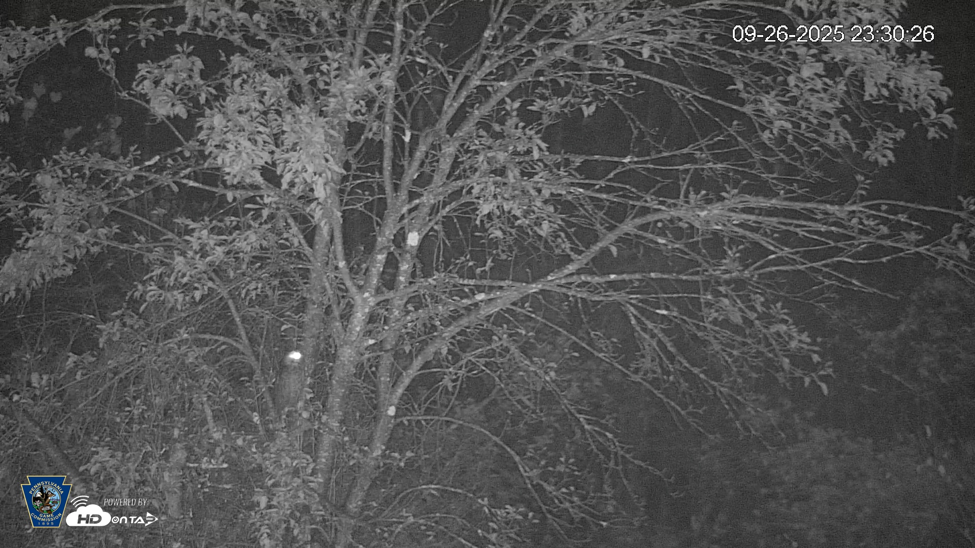 Snapshot of Pennsylvania Elk Live Webcam taken Sep 26, 2025, 11:31pm EDT