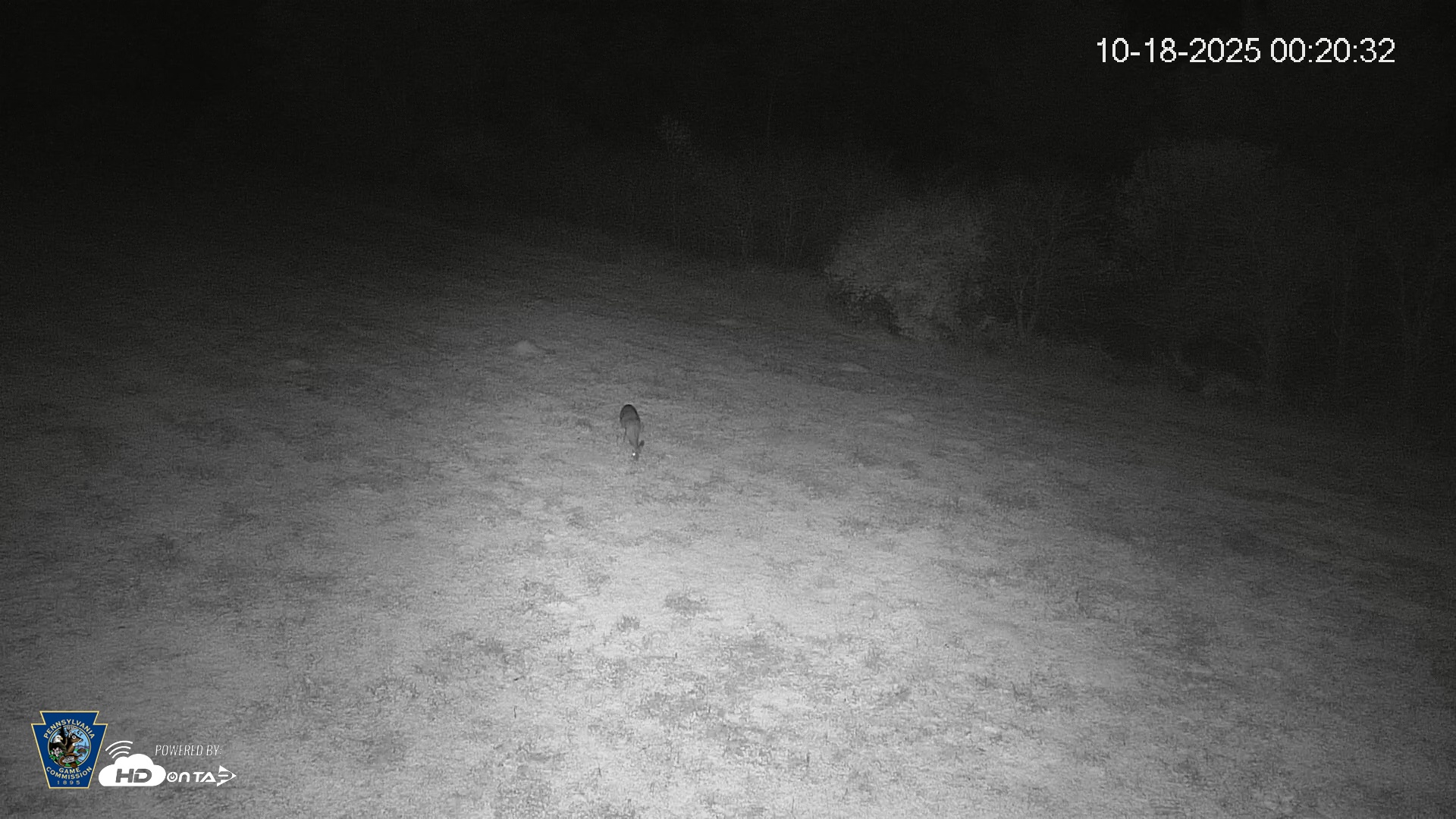 Snapshot of Pennsylvania Elk Live Webcam taken Oct 18, 2025, 12:21am EDT