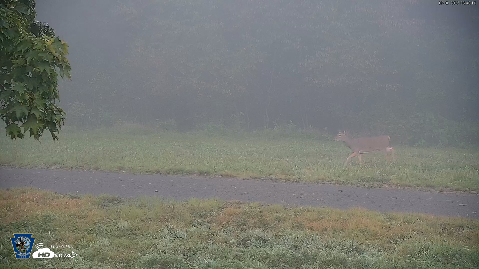 Snapshot of Pennsylvania Elk Live Webcam taken Sep 6, 2026, 6:49am EDT