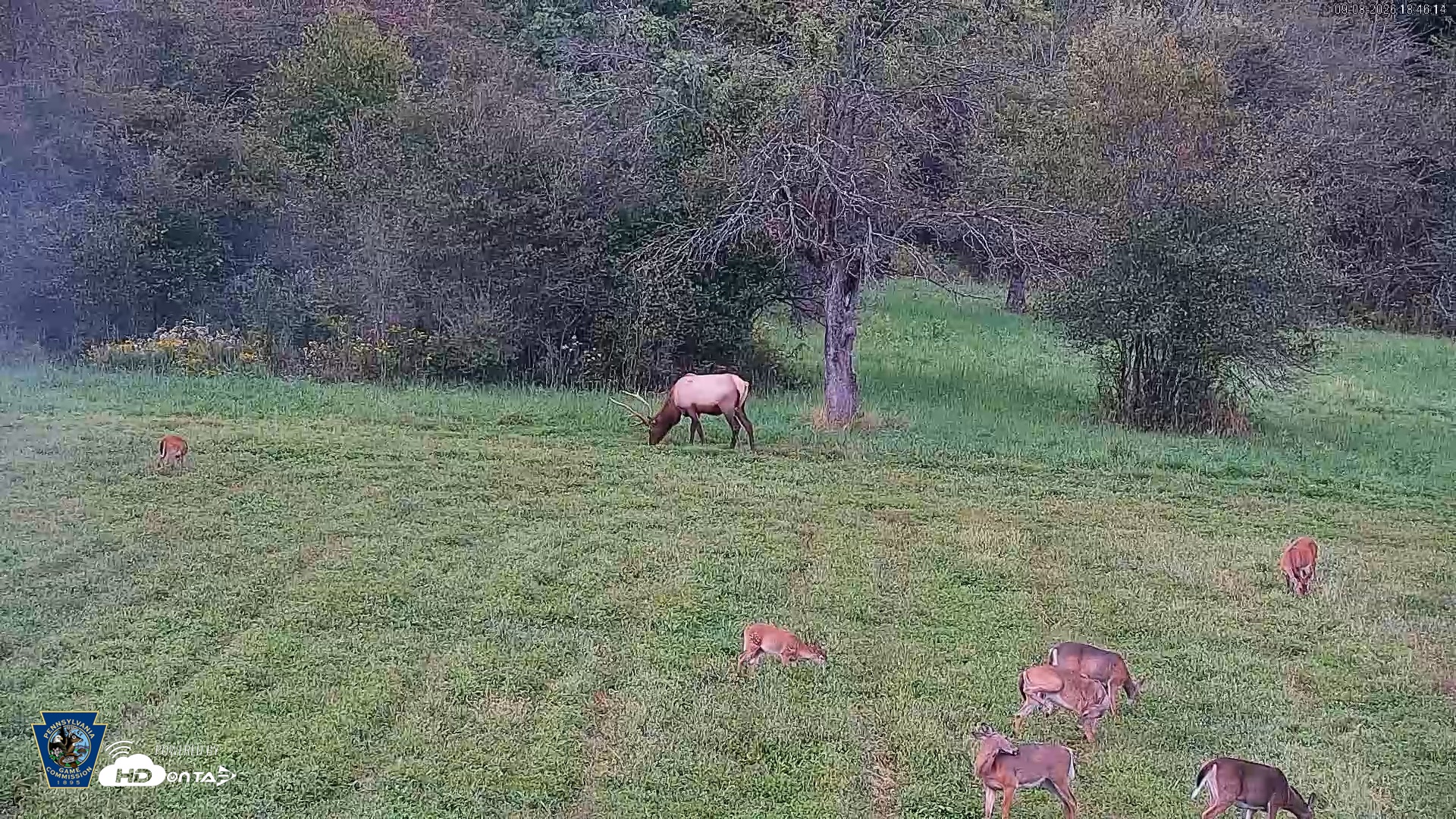 Snapshot of Pennsylvania Elk Live Webcam taken Sep 8, 2026, 6:47pm EDT