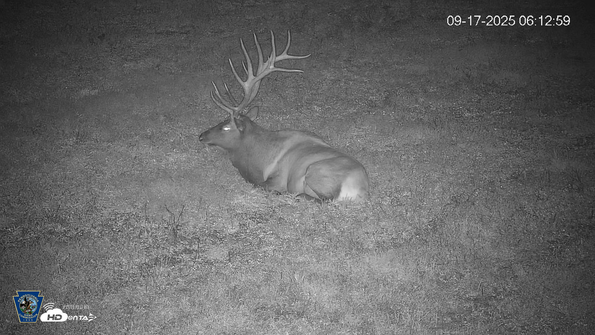 Snapshot of Pennsylvania Elk Live Webcam taken Sep 17, 2025, 6:13am EDT