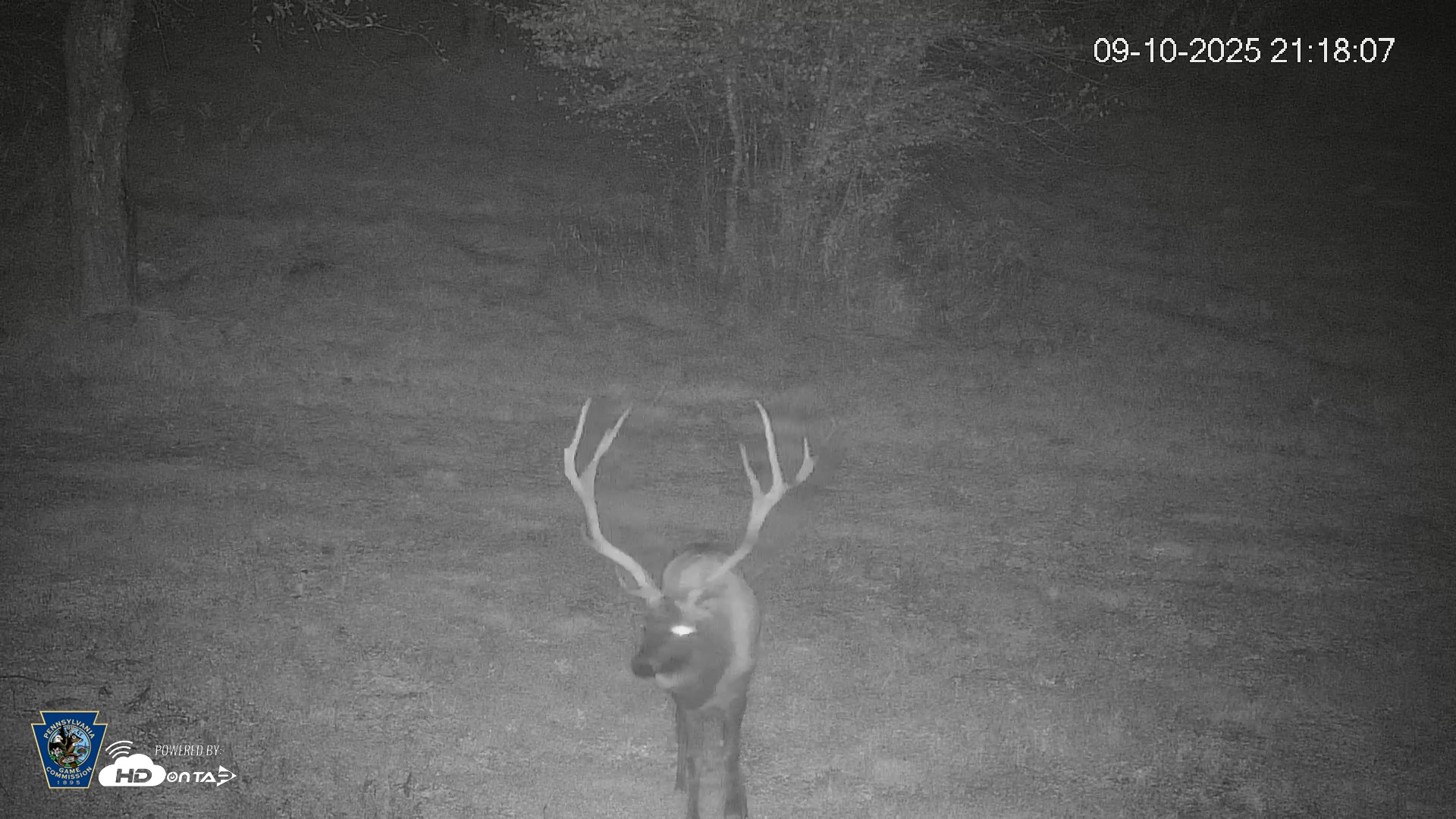 Snapshot of Pennsylvania Elk Live Webcam taken Sep 10, 2025, 9:18pm EDT