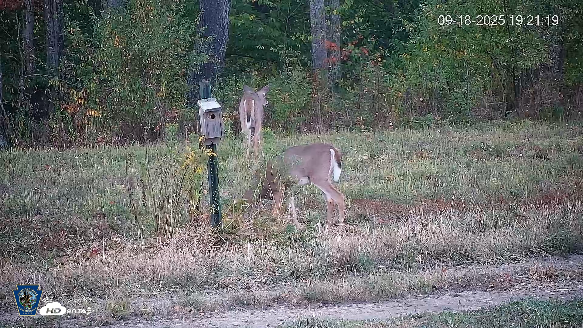 Snapshot of Pennsylvania Elk Live Webcam taken Sep 18, 2025, 7:22pm EDT
