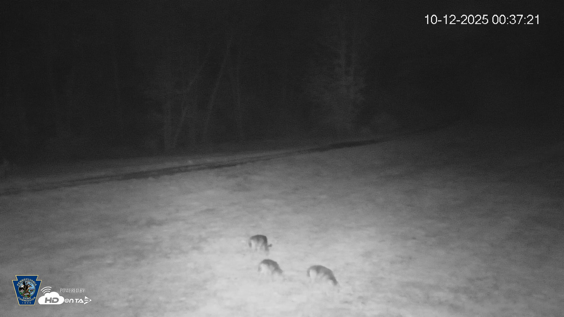 Snapshot of Pennsylvania Elk Live Webcam taken Oct 12, 2025, 12:37am EDT