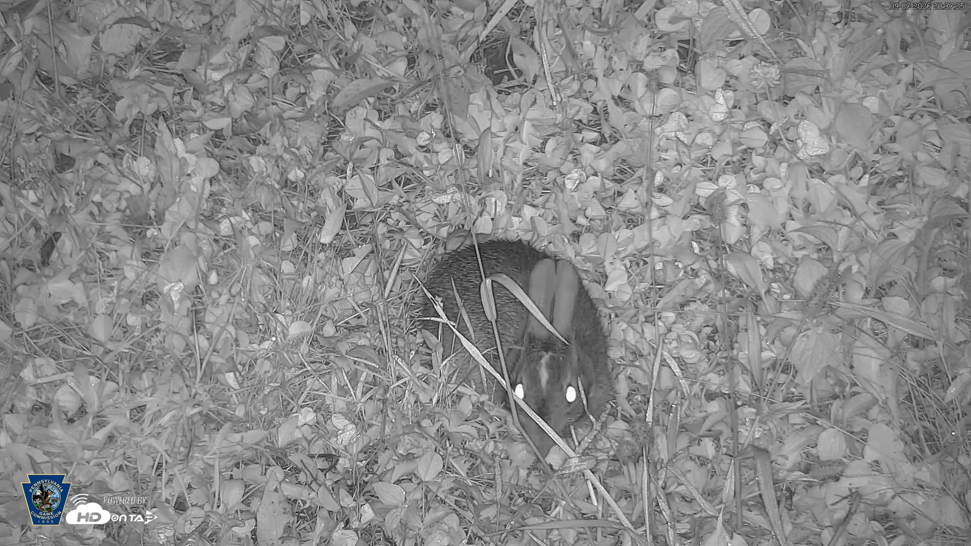 Snapshot of Pennsylvania Elk Live Webcam taken Sep 7, 2026, 8:38pm EDT