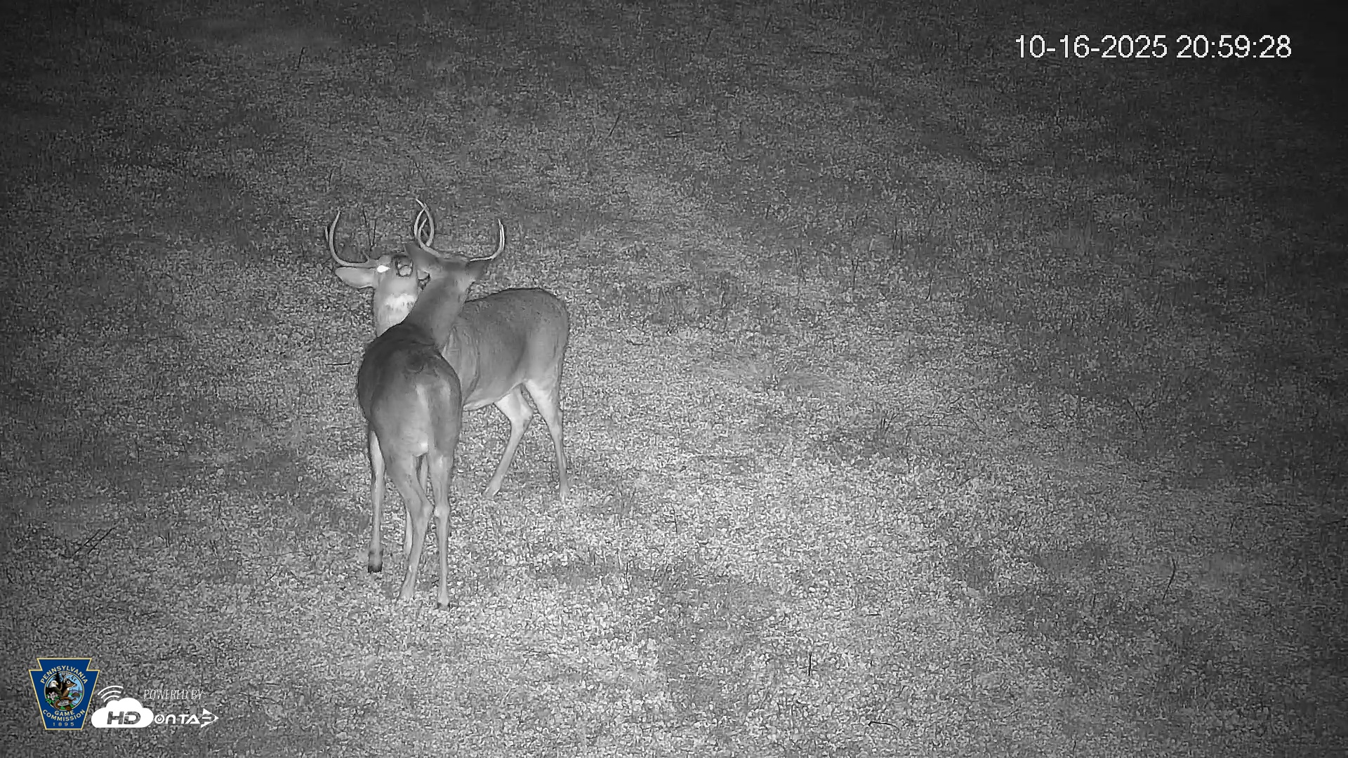 Snapshot of Pennsylvania Elk Live Webcam taken Oct 16, 2025, 9:00pm EDT