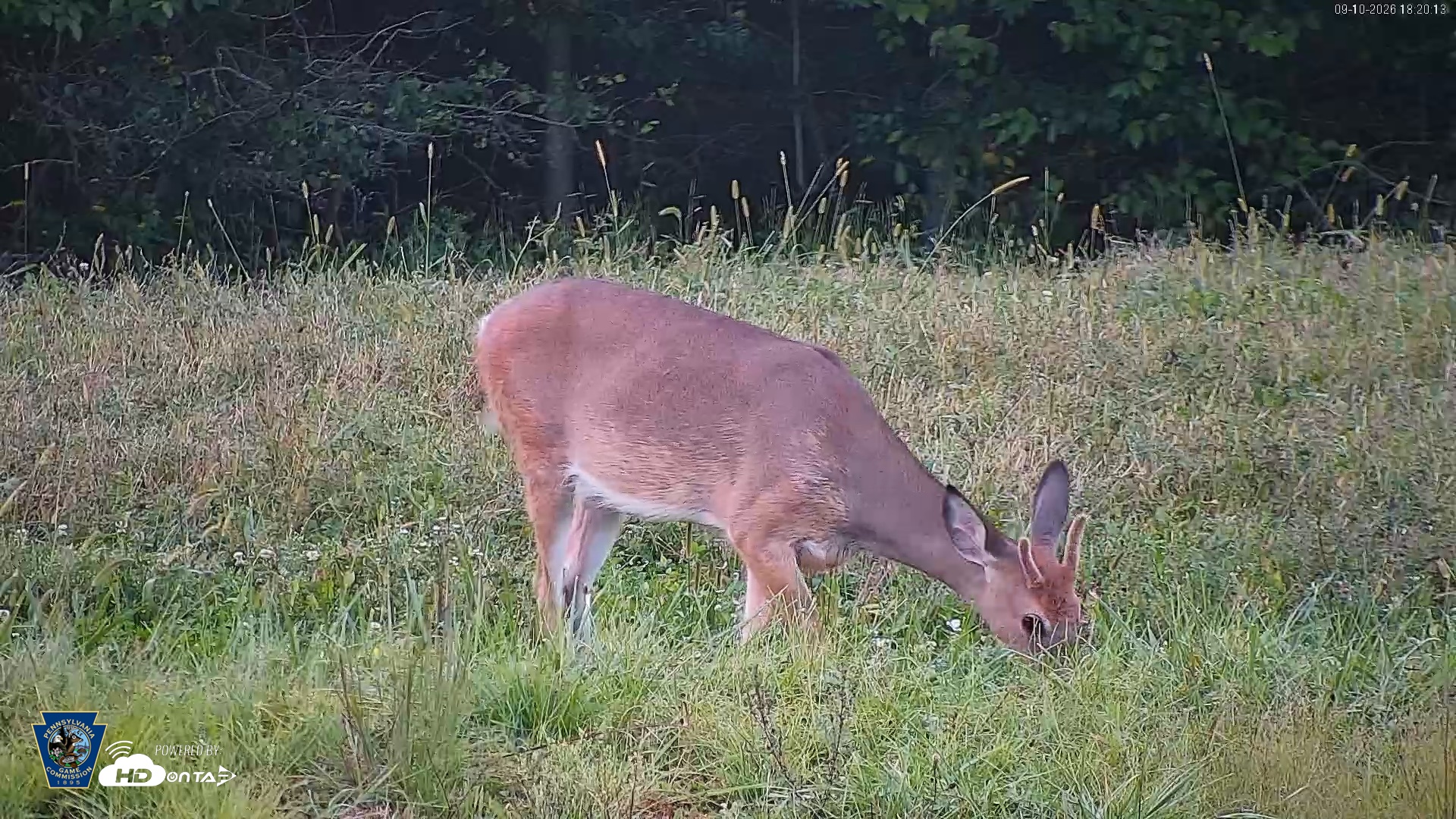 Snapshot of Pennsylvania Elk Live Webcam taken Sep 10, 2026, 6:21pm EDT