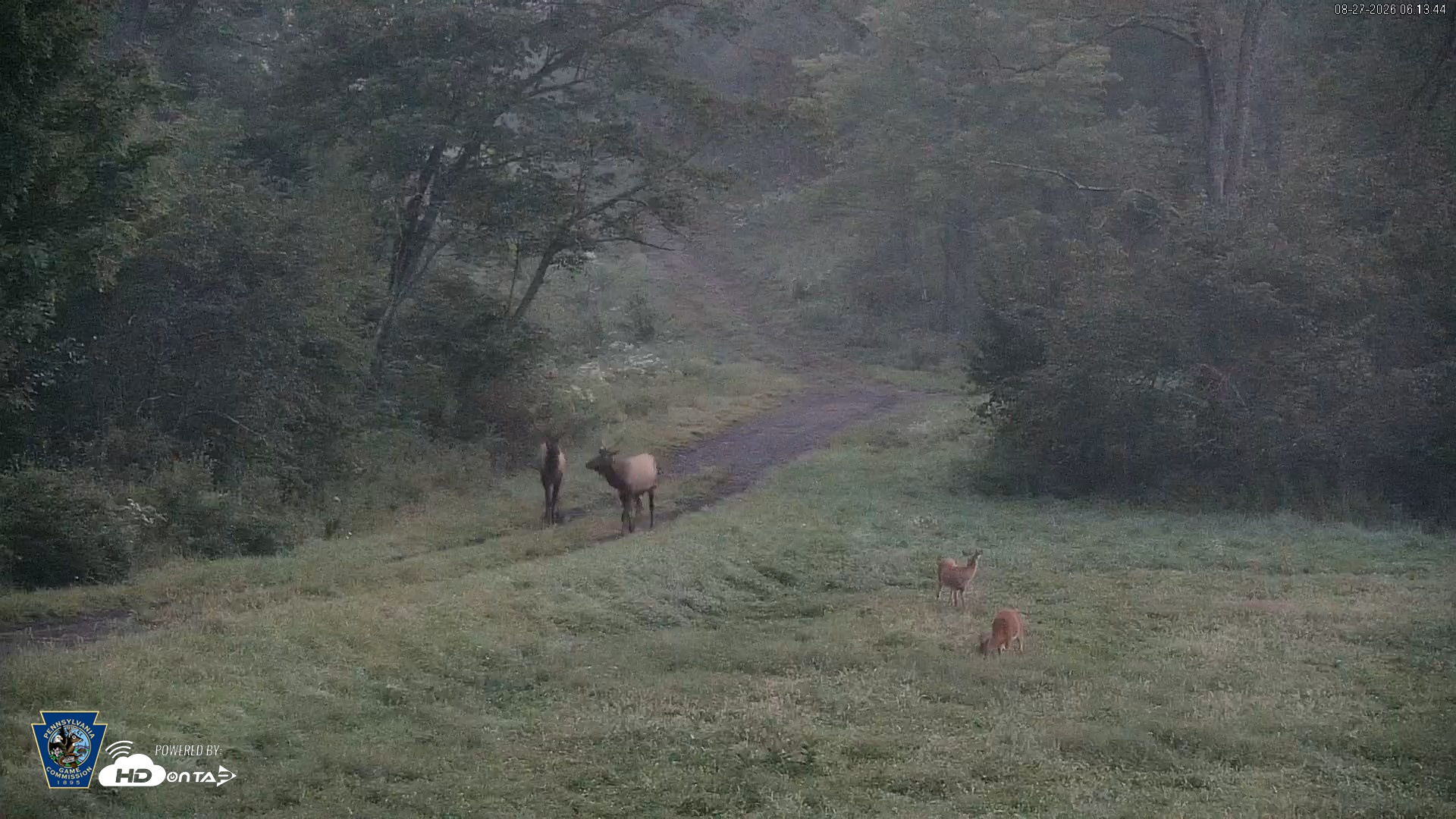 Snapshot of Pennsylvania Elk Live Webcam taken Aug 27, 2026, 6:14am EDT