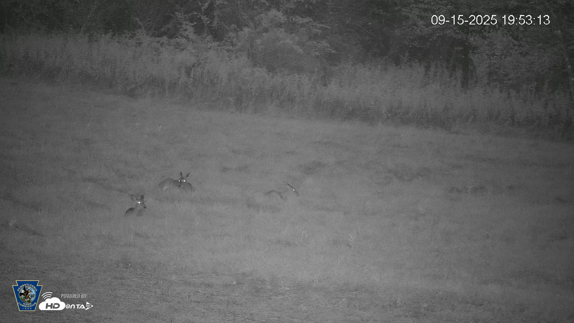 Snapshot of Pennsylvania Elk Live Webcam taken Sep 15, 2025, 7:53pm EDT