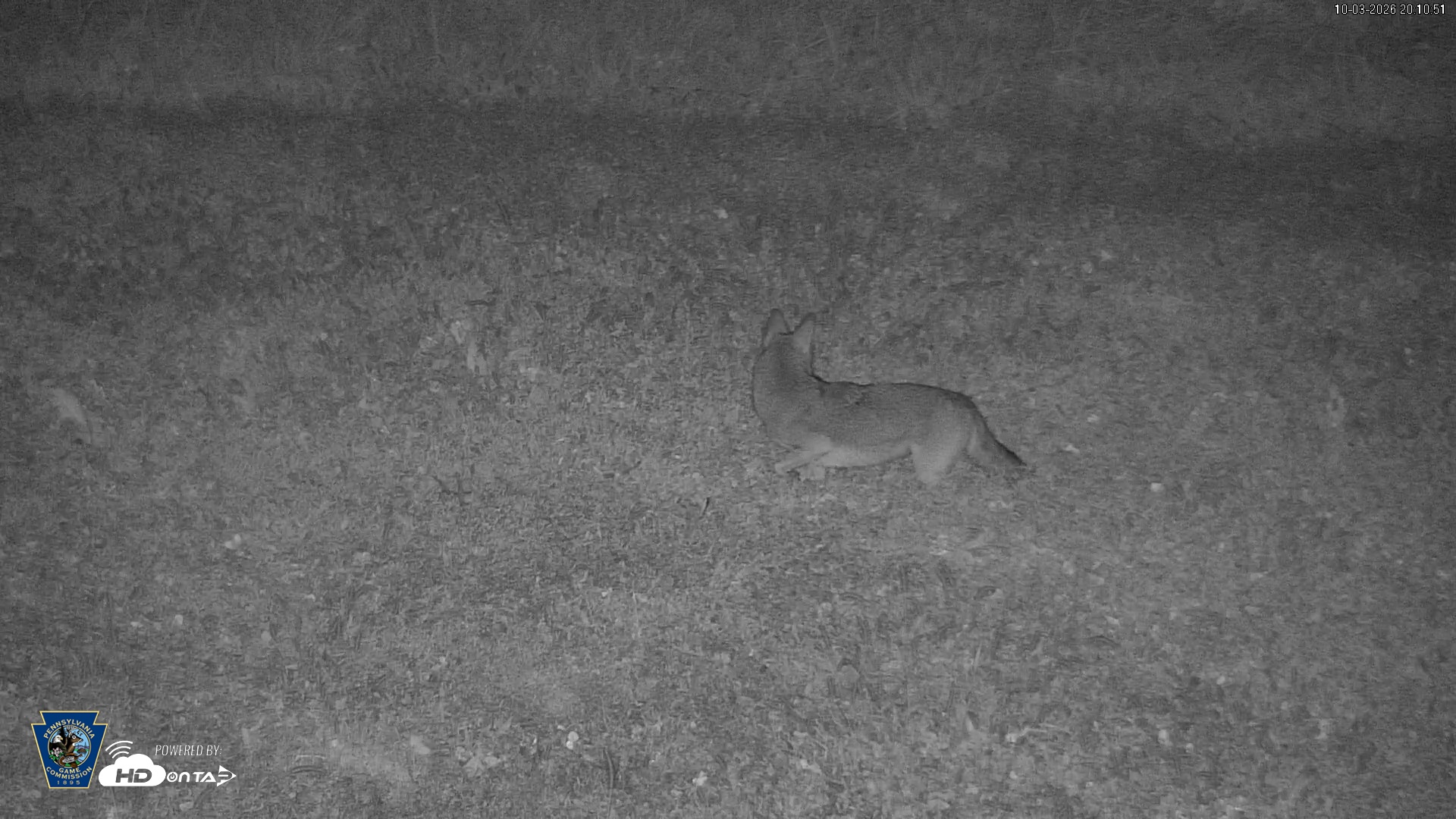 Snapshot of Pennsylvania Elk Live Webcam taken Oct 3, 2026, 8:12pm EDT