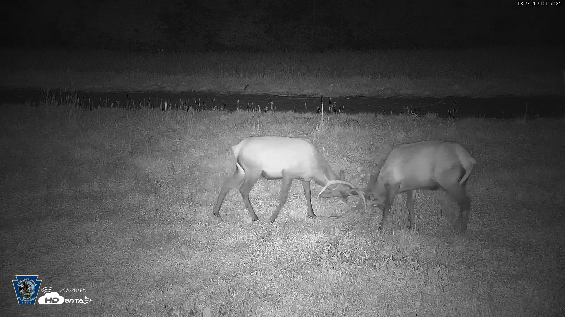 Snapshot of Pennsylvania Elk Live Webcam taken Aug 27, 2026, 8:51pm EDT