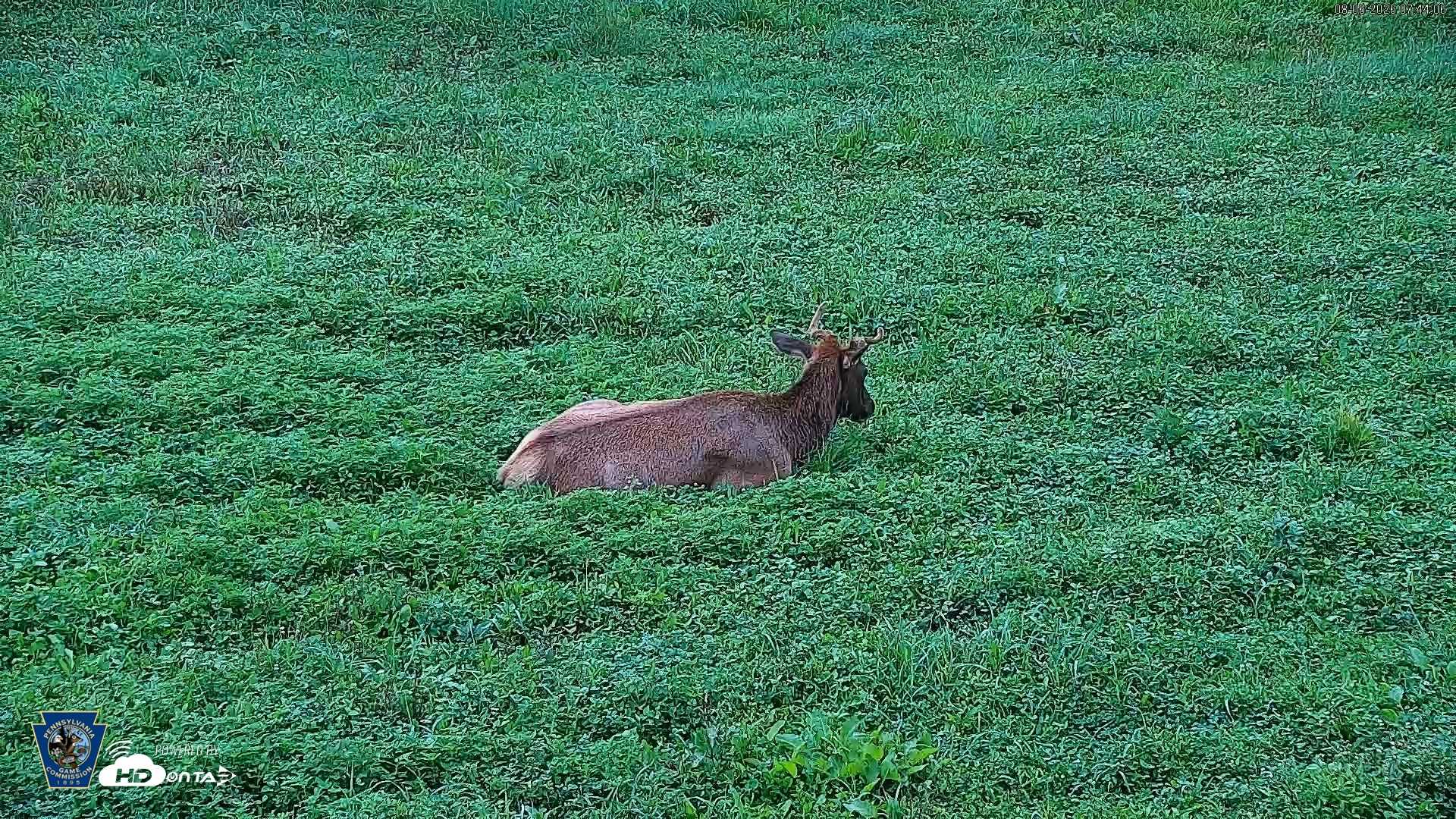 Snapshot of Pennsylvania Elk Live Webcam taken Aug 6, 2026, 7:44am EDT