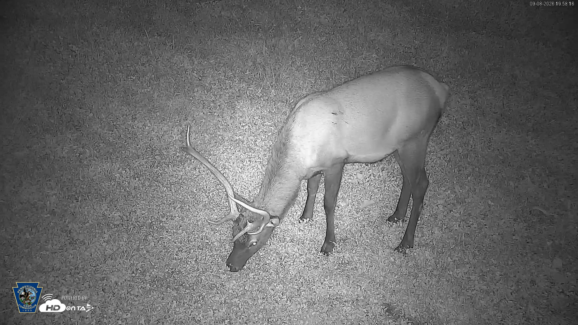 Snapshot of Pennsylvania Elk Live Webcam taken Sep 8, 2026, 7:59pm EDT
