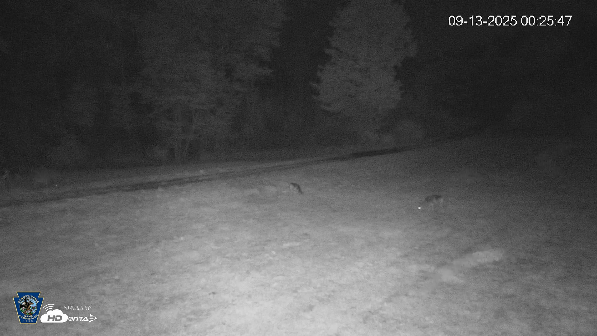 Snapshot of Pennsylvania Elk Live Webcam taken Sep 13, 2025, 12:26am EDT