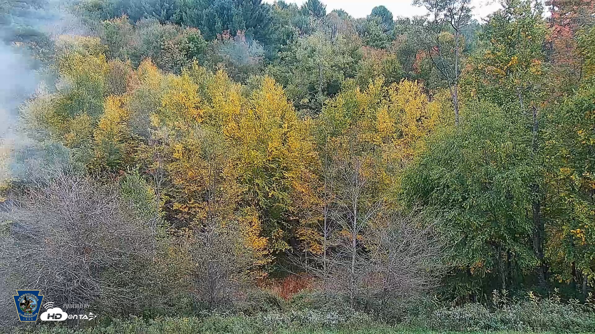 Snapshot of Pennsylvania Elk Live Webcam taken Sep 30, 2026, 1:35pm EDT